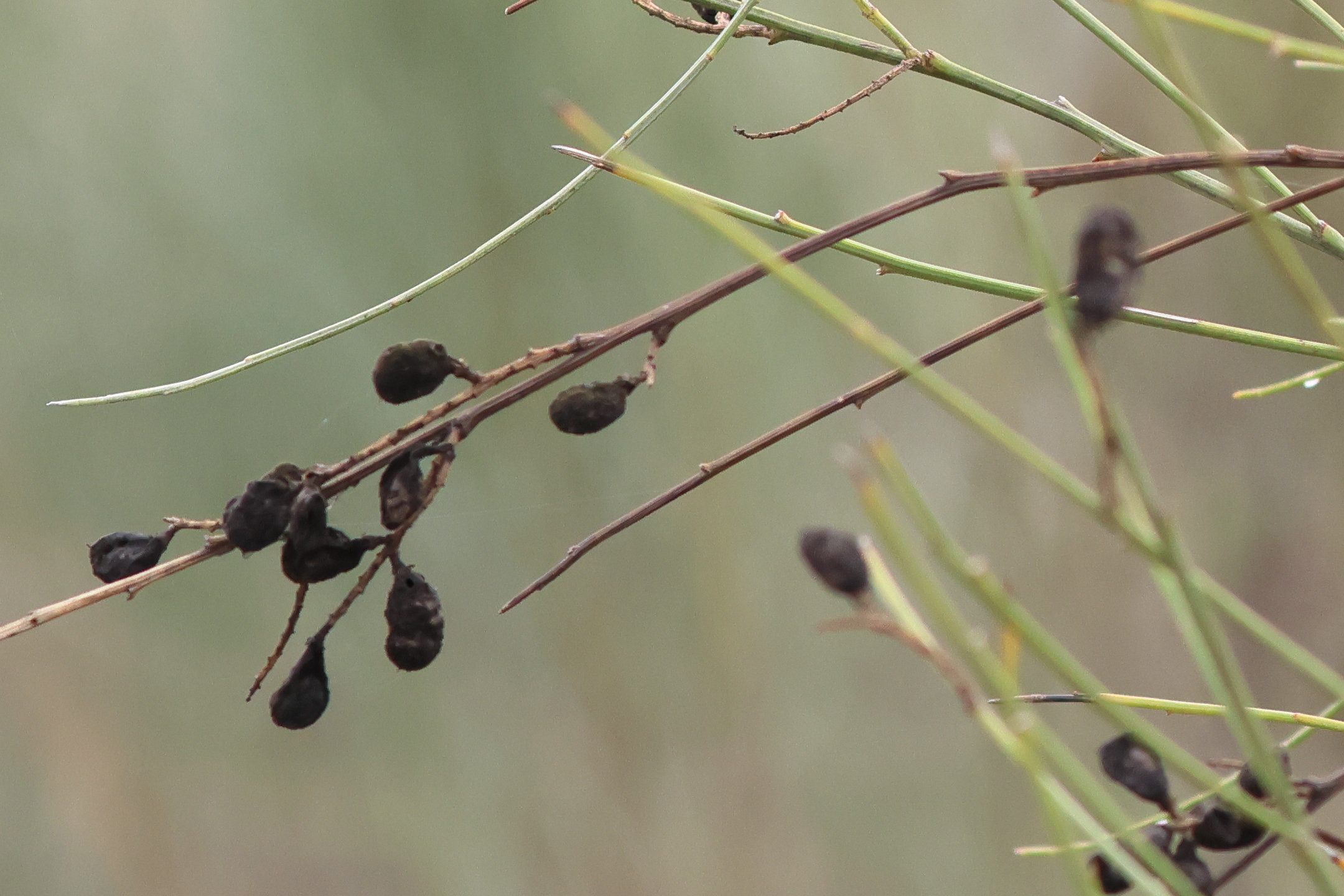 retama_sphaerocarpa2md