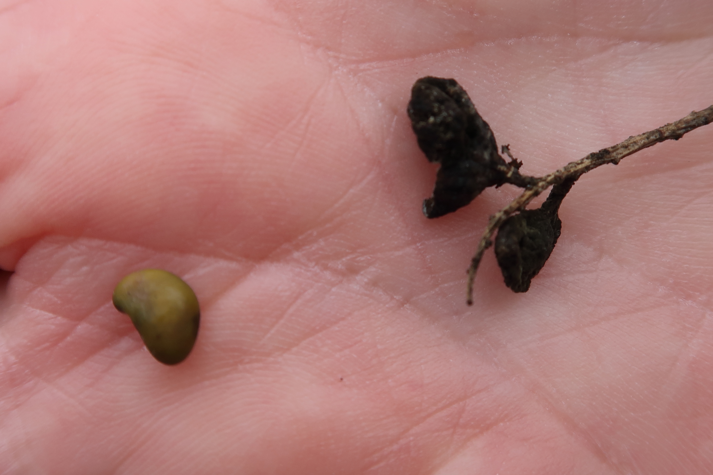 retama_sphaerocarpa3md