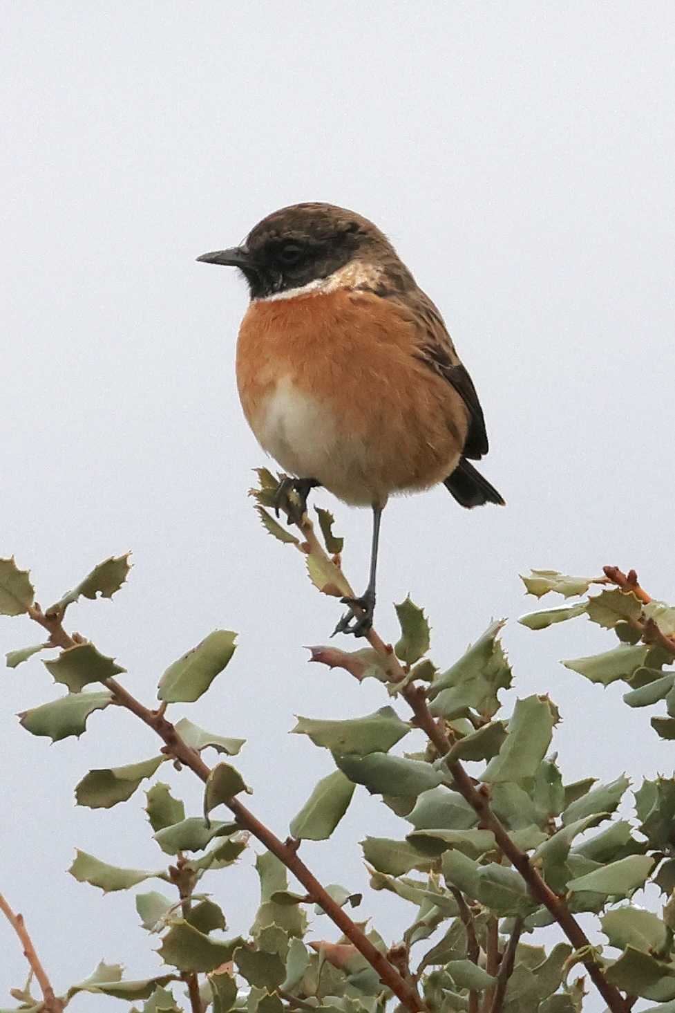 tarier_patre_-_saxicola_rubicola1md