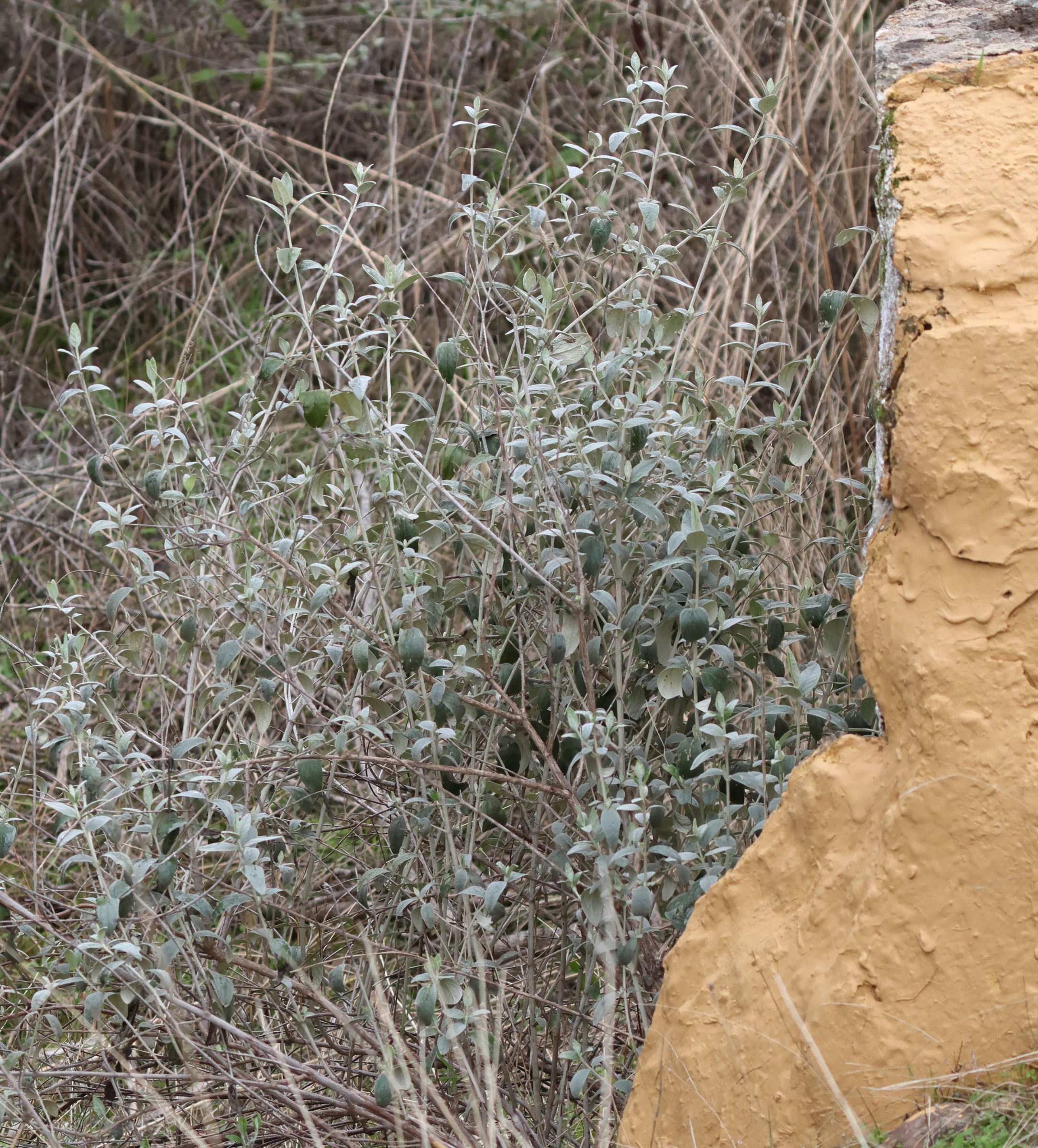 teucrium_fruticans6md