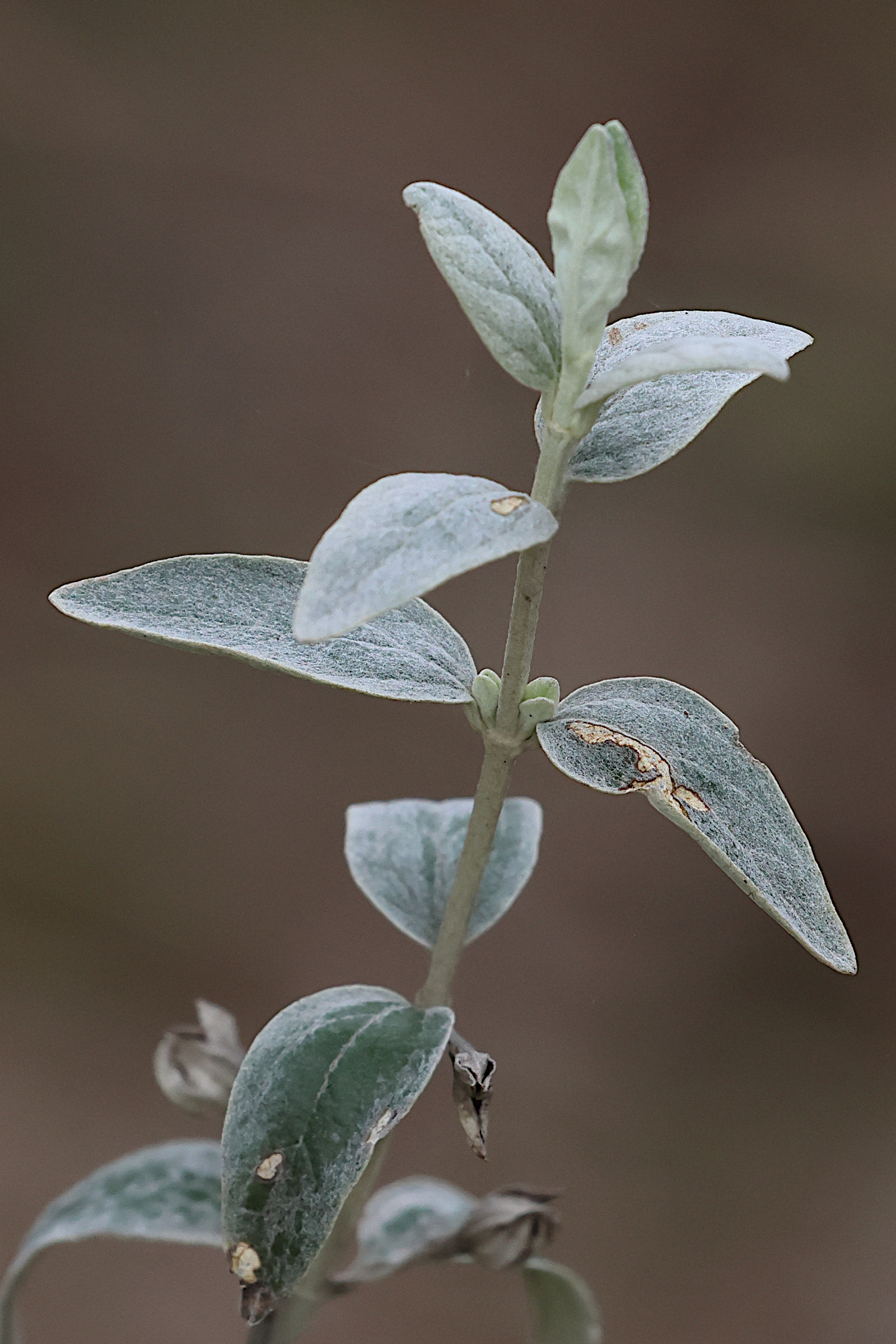 teucrium_fruticans7md