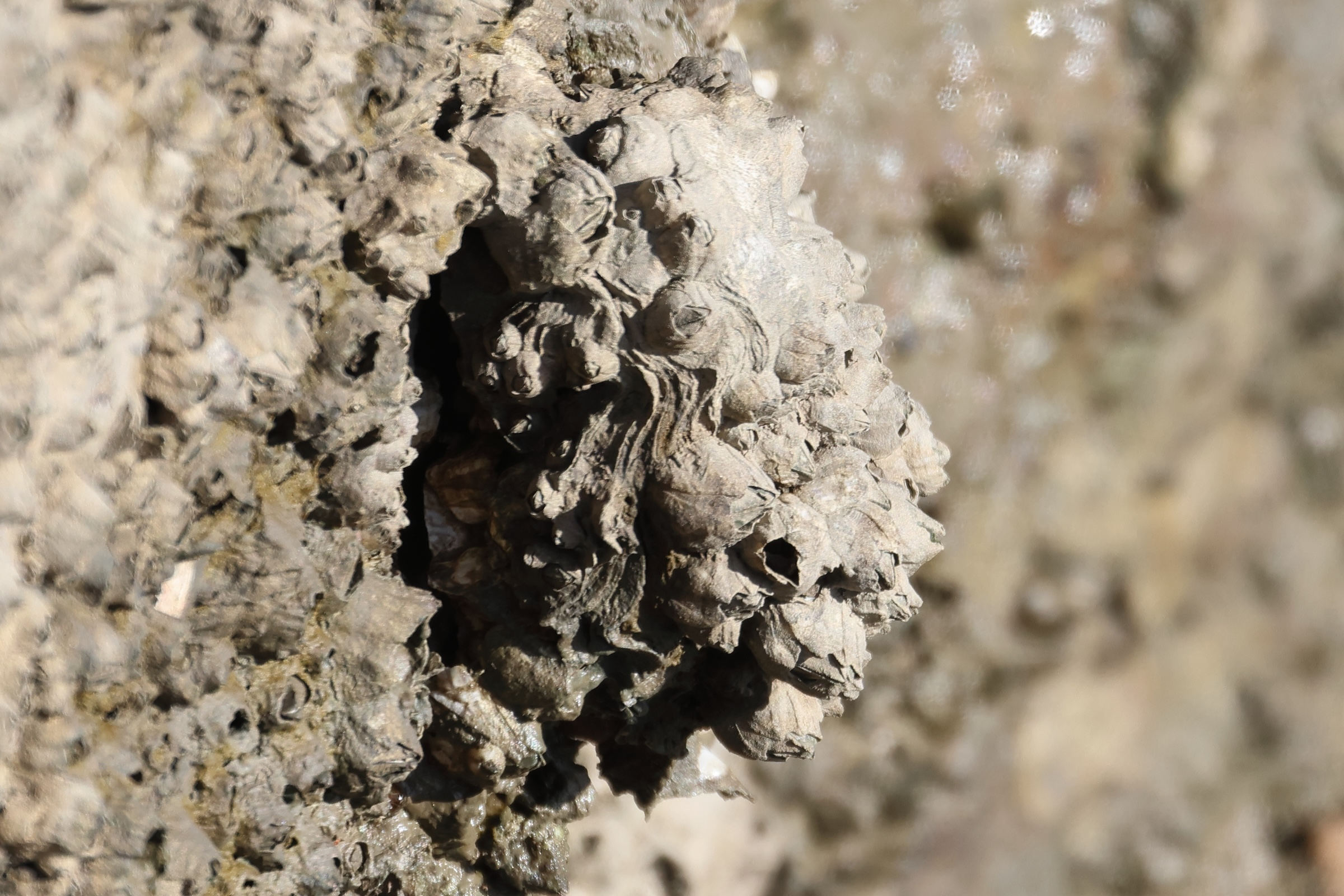 amphibalanus_improisus1md