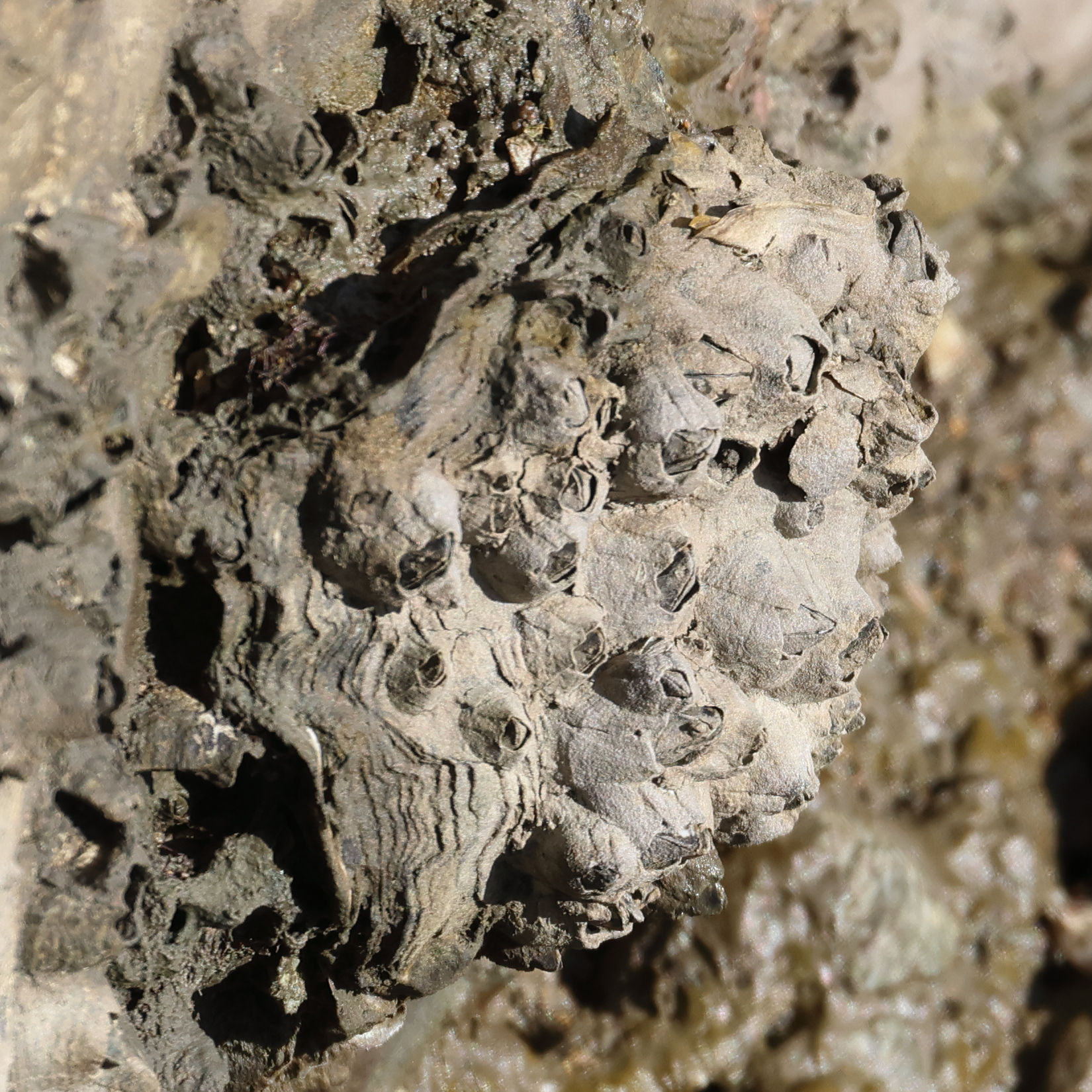 amphibalanus_improisus2md