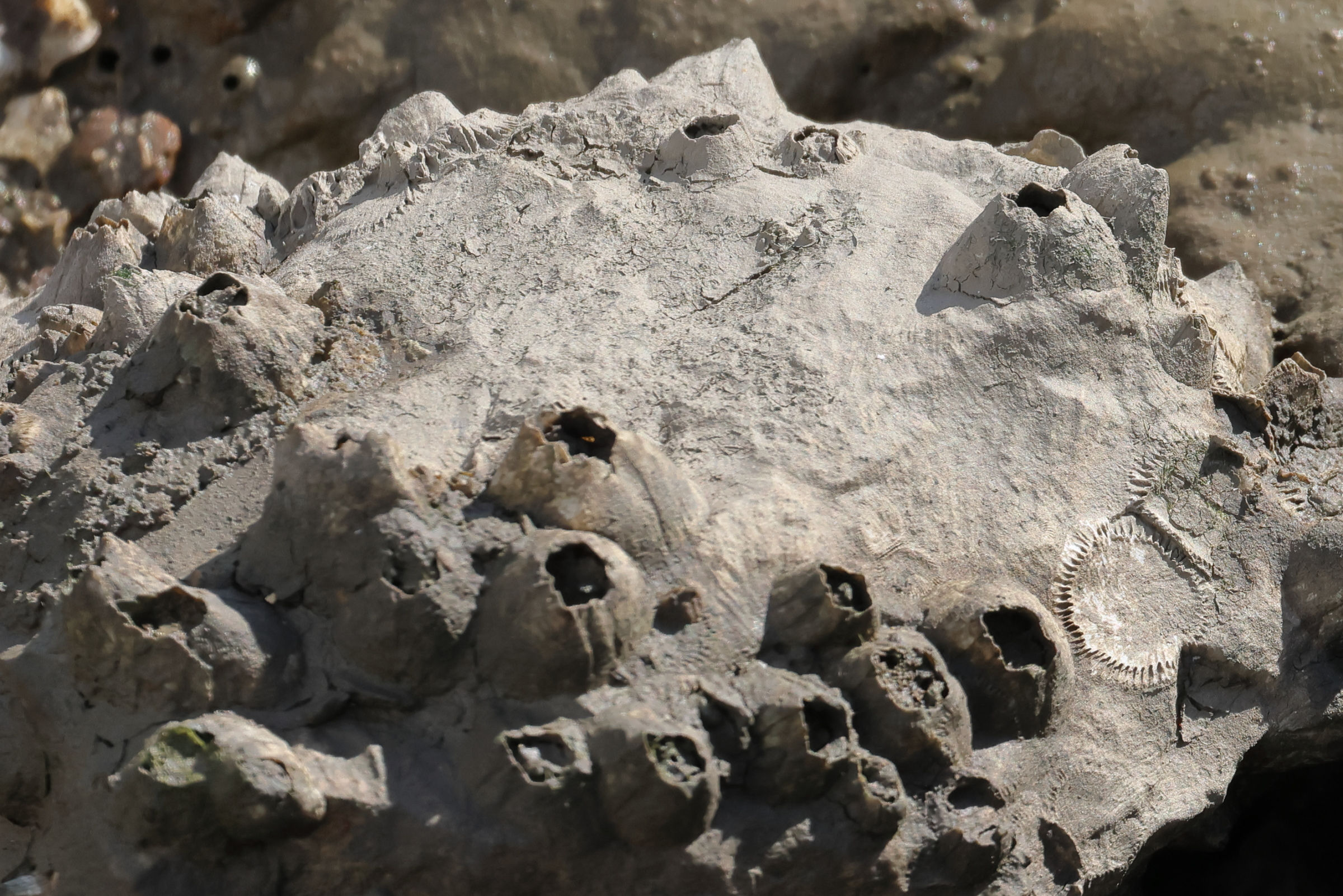 amphibalanus_improisus3MD