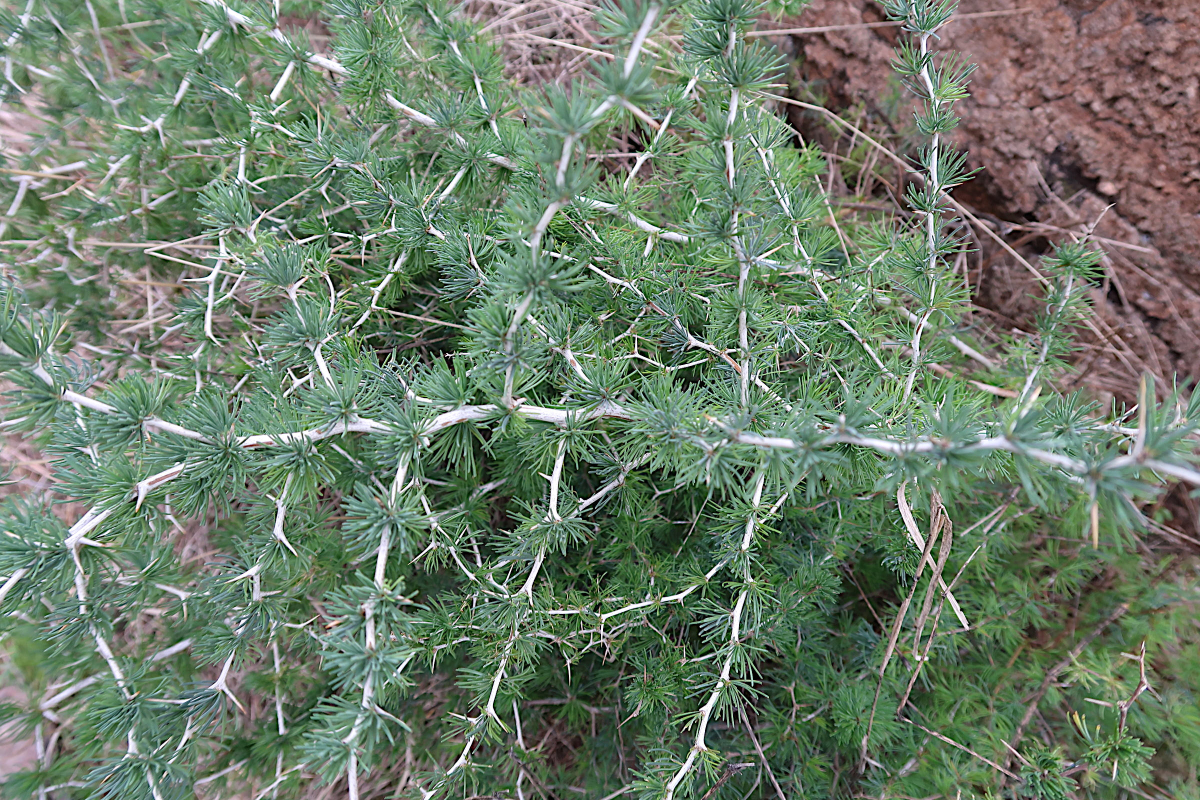 asparagus_albus1md