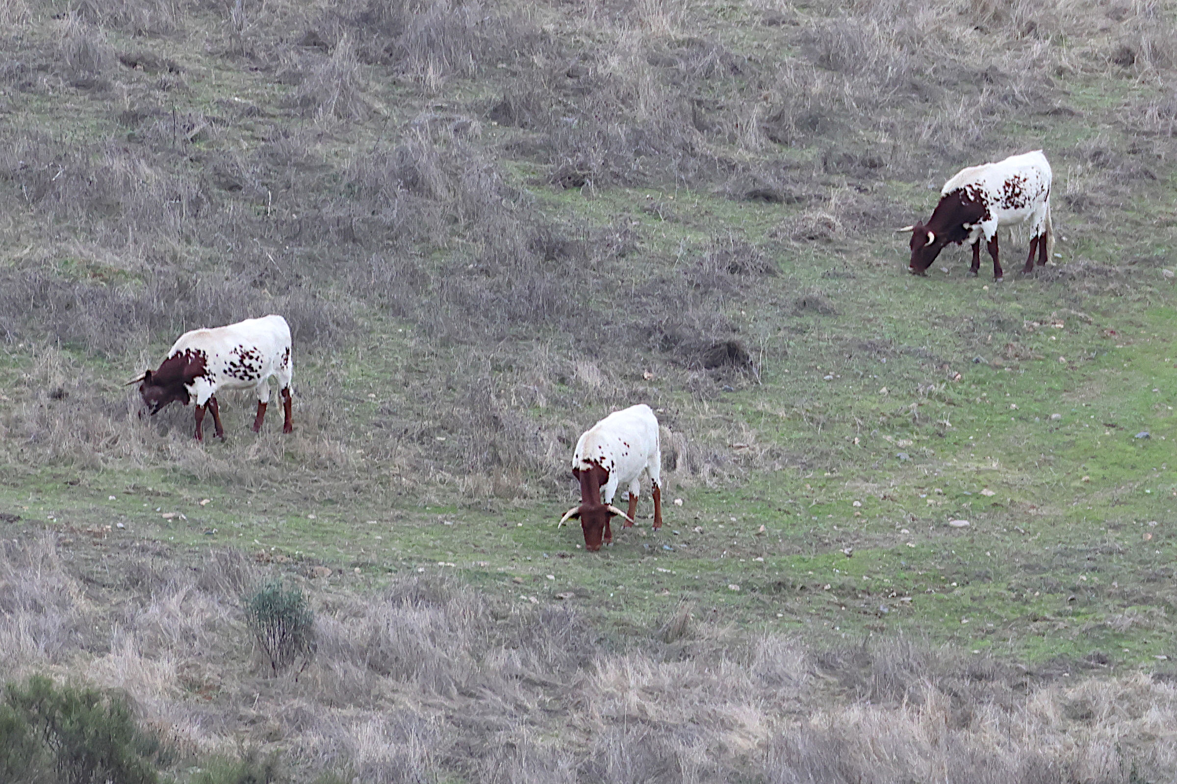 bos_taurus_mertolenga1md