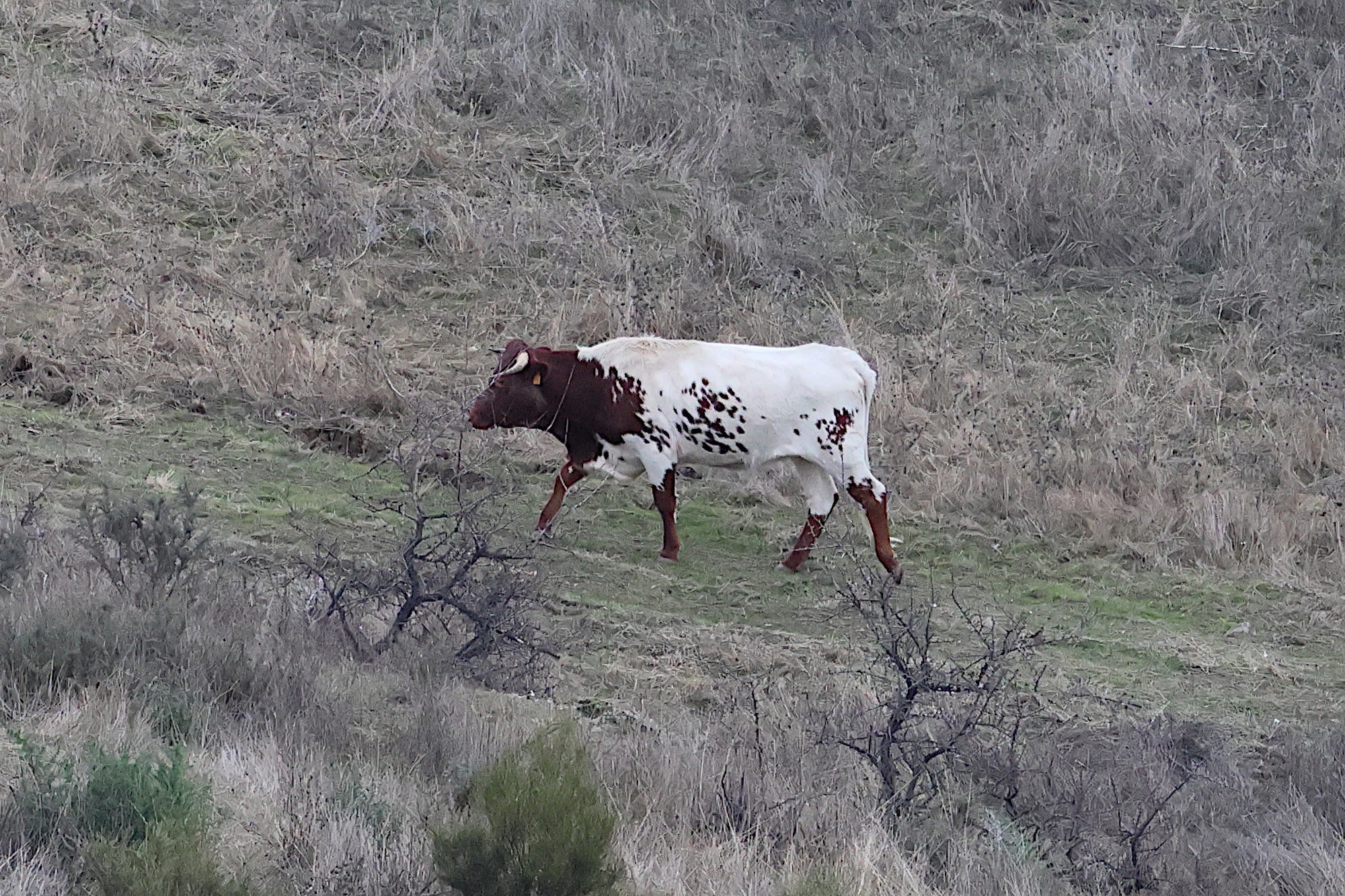 bos_taurus_mertolenga2bd