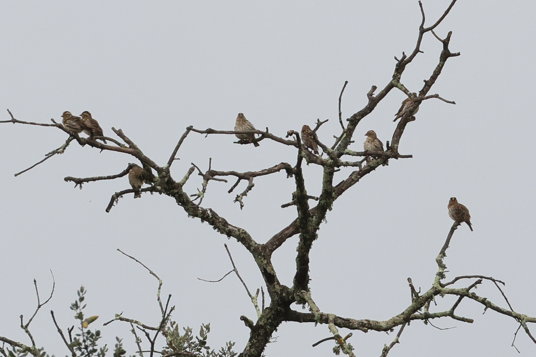 moineau_soulcie_-_petronia_petronia2md