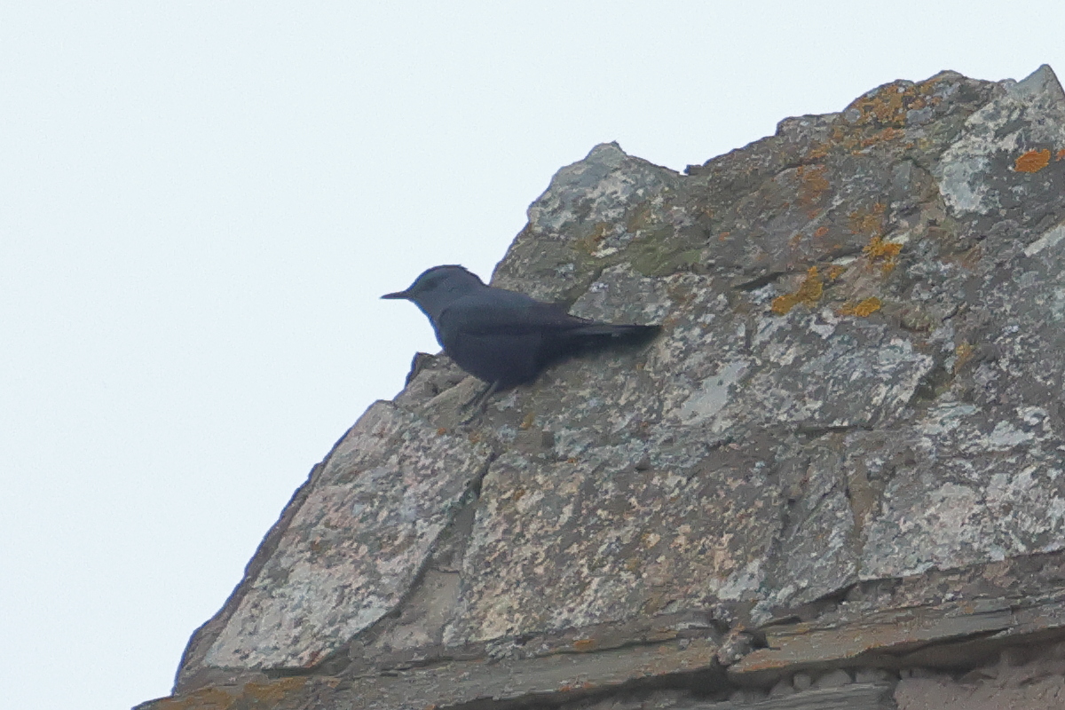 monticole_bleu_-_monticola_solitarius5md