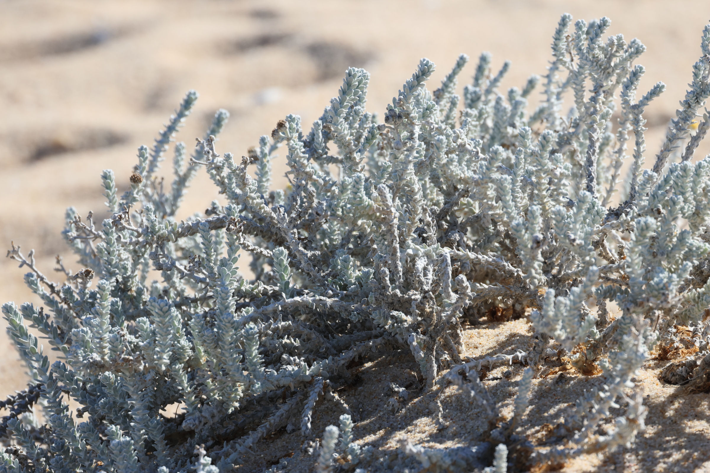 achillea_maritima7md