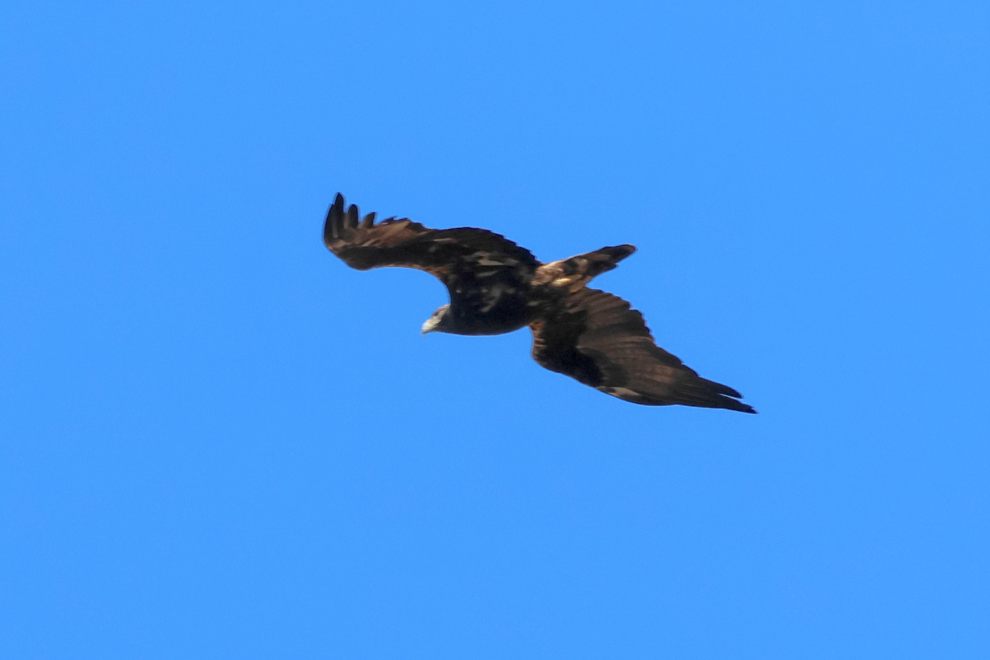 aigle_iberique_-_aquila_adalberti4bd