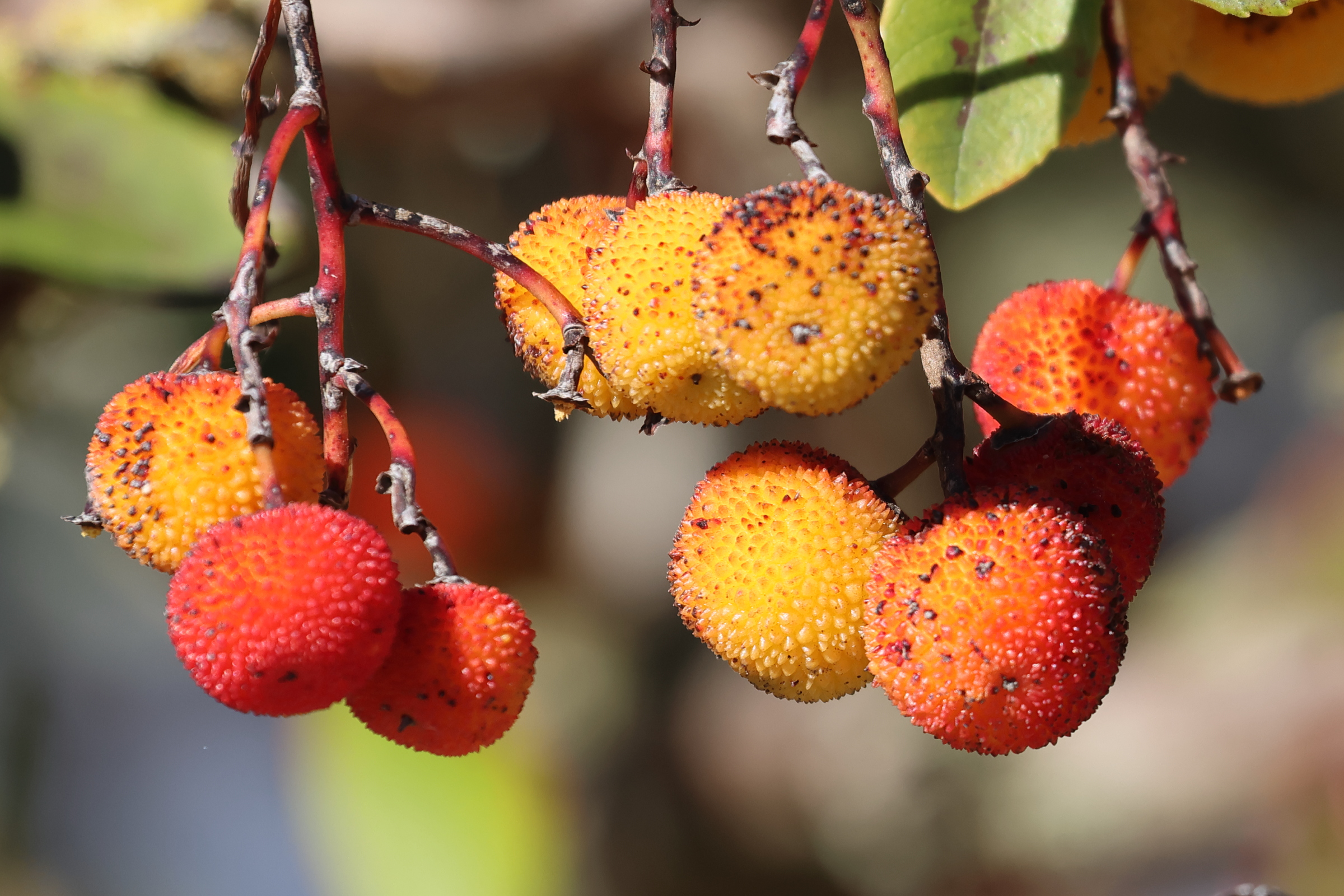 arbutus_unedo5md