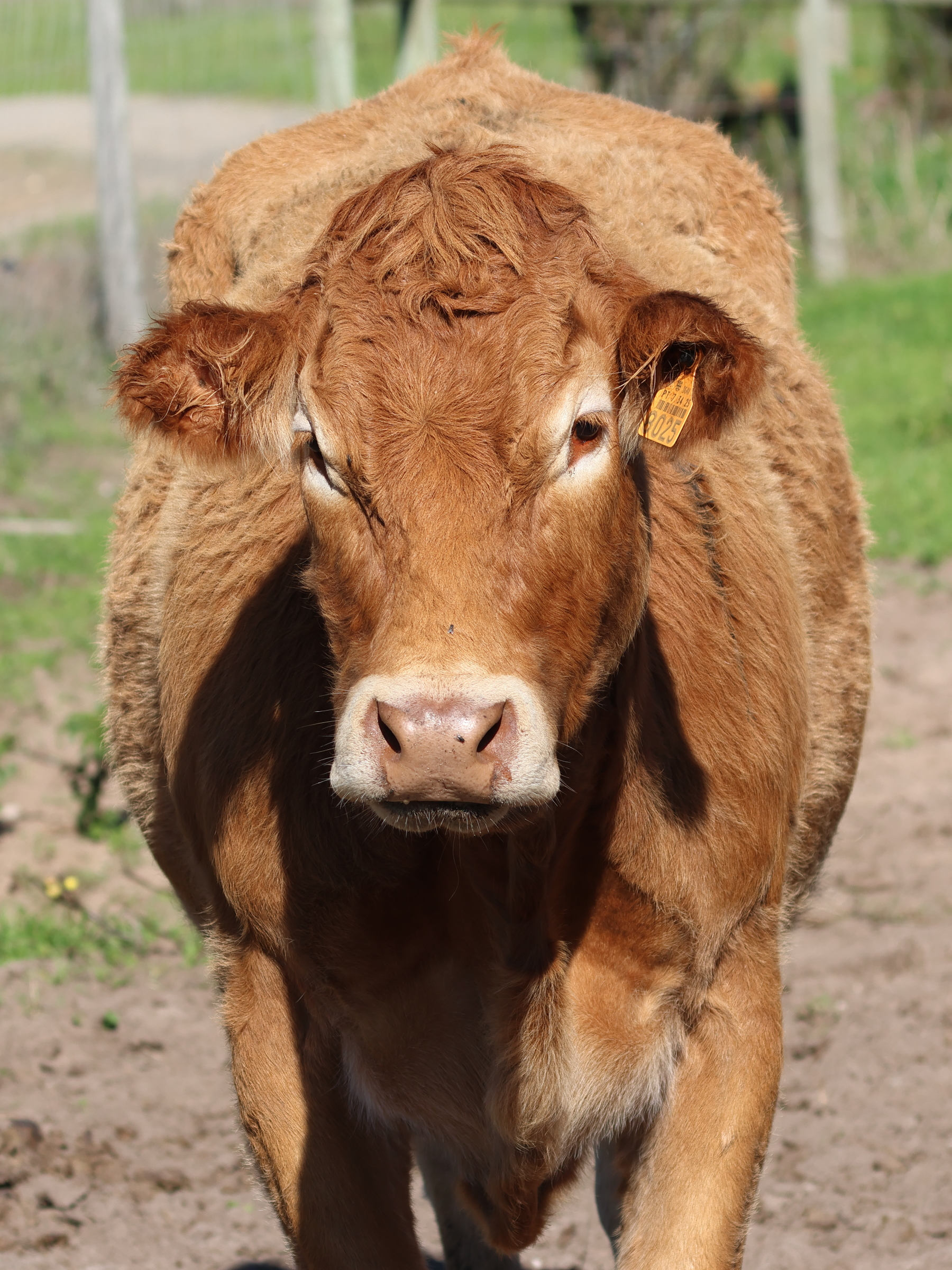 bos_taurus_alentejana2md