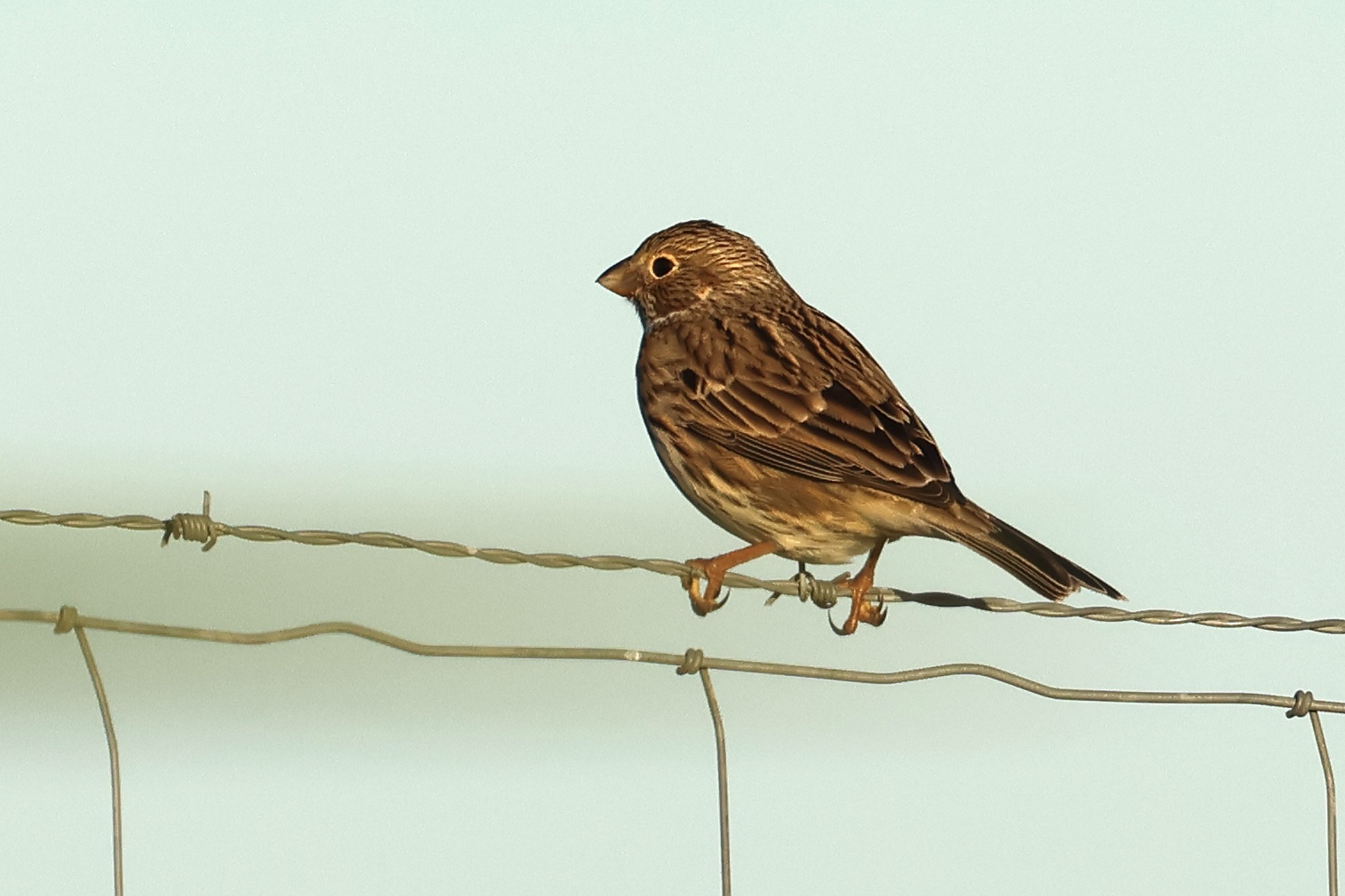 bruant_proyer_-_emberiza_calandra6bd