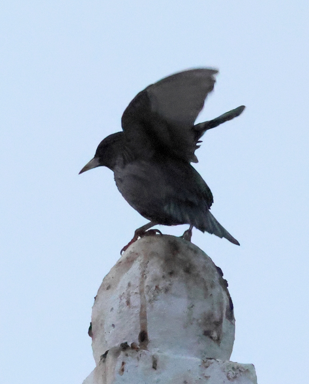 etourneau_unicolore_-_sturnus_unicolor5bd