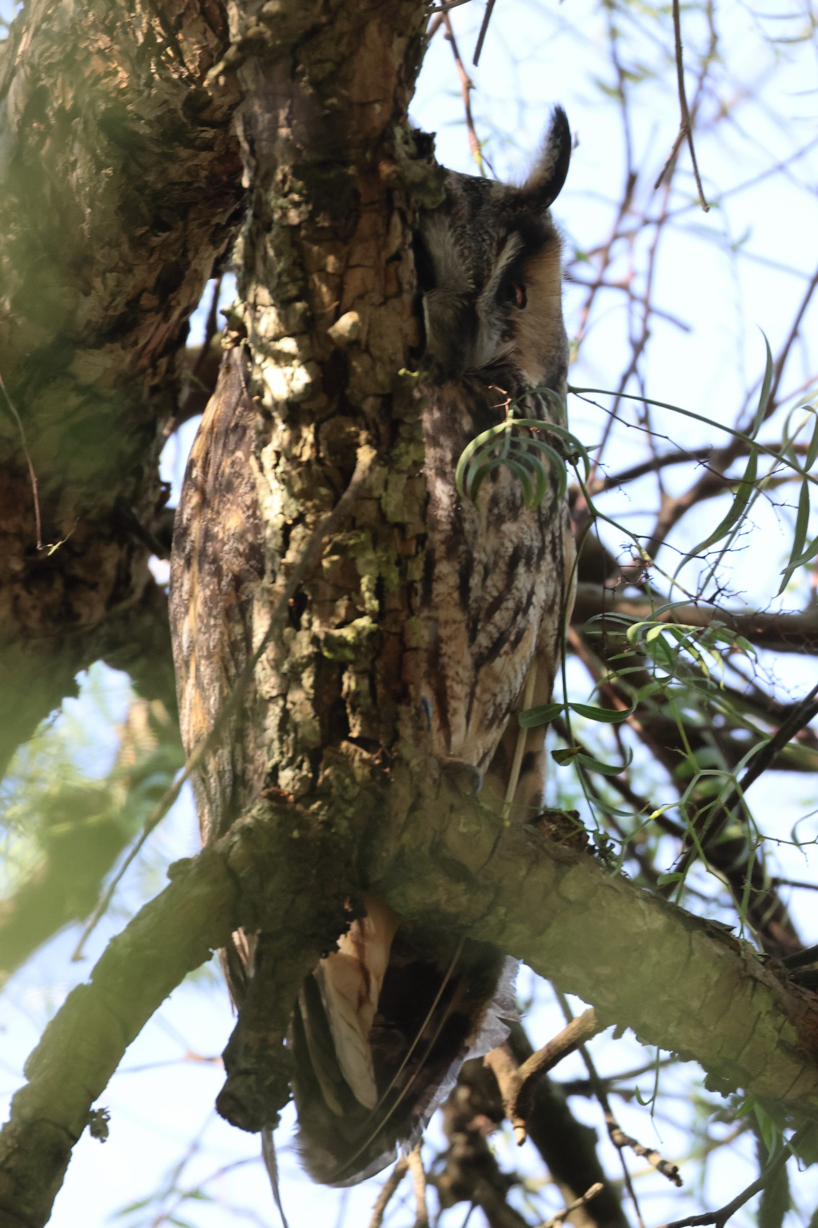 hibou_moyen-duc_-_asio_otus3md