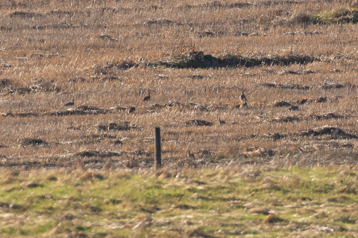 outarde_canepetiere_-_tetrax_tetrax6md