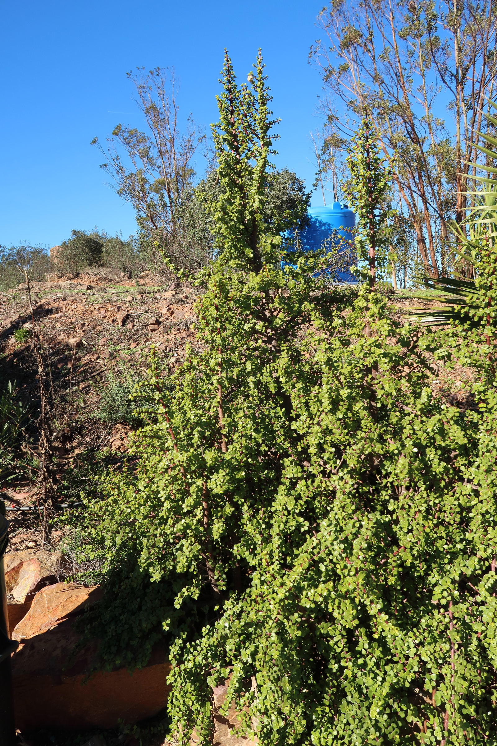 portulacaria_afra1md