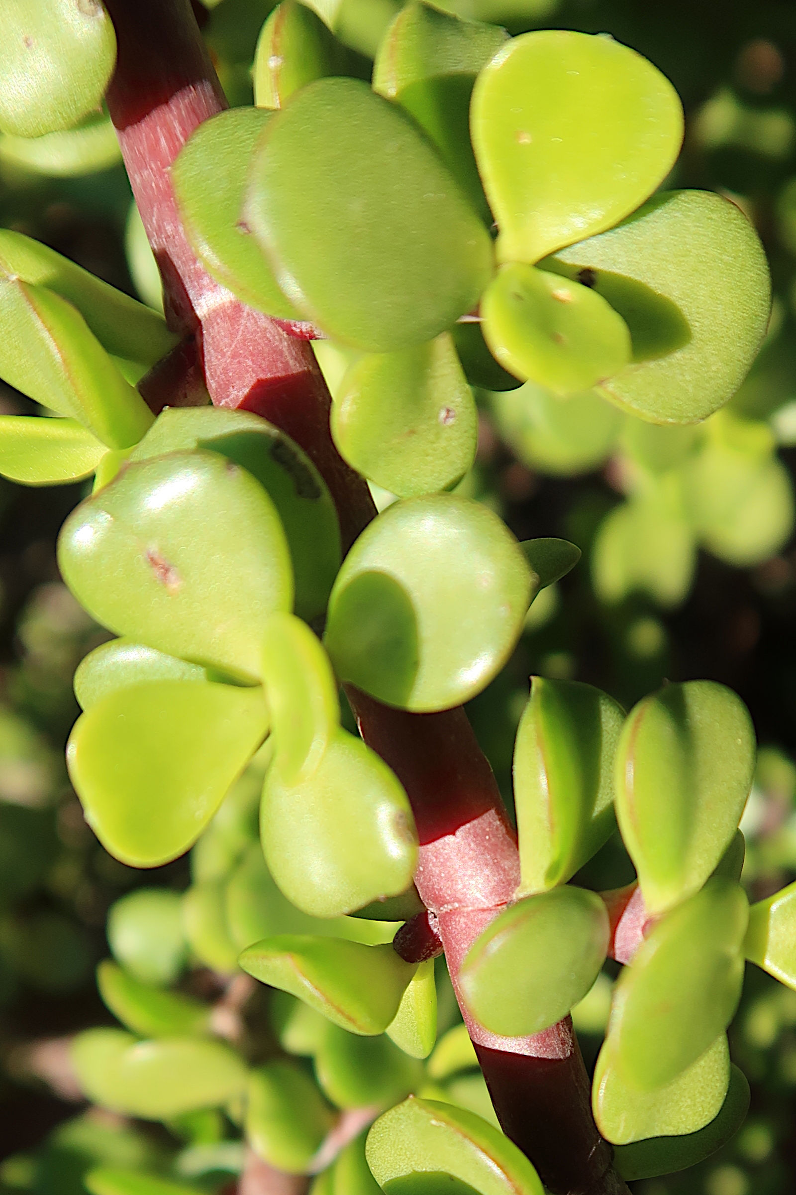 portulacaria_afra2md