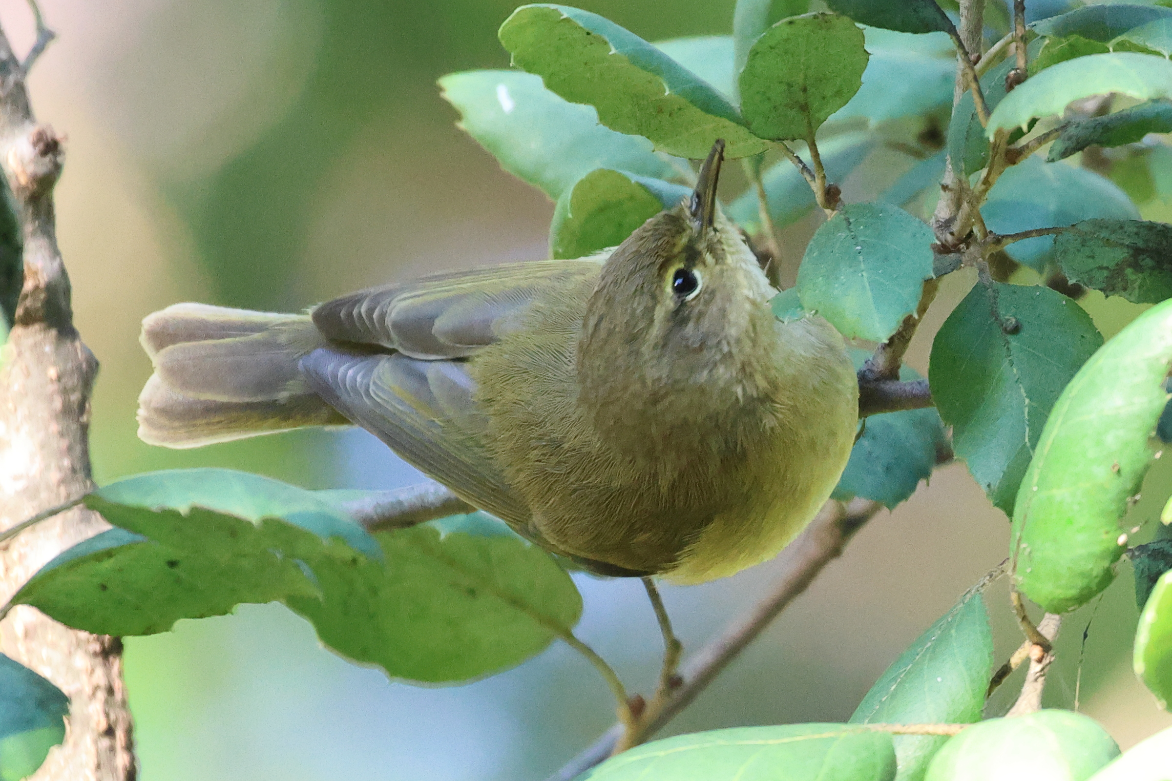 pouillot_veloce_-_phylloscopus_collybita1md