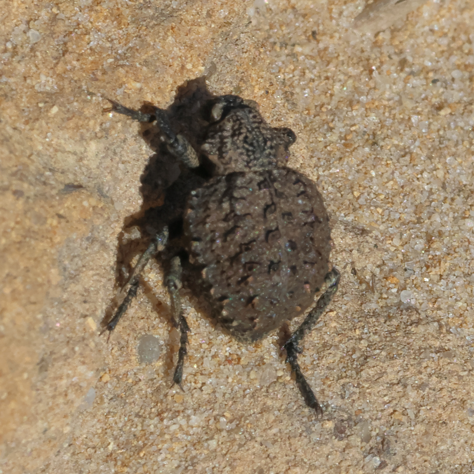 Afficher le média brachycerus_barbarus1bd brachycerus_barbarus1bd