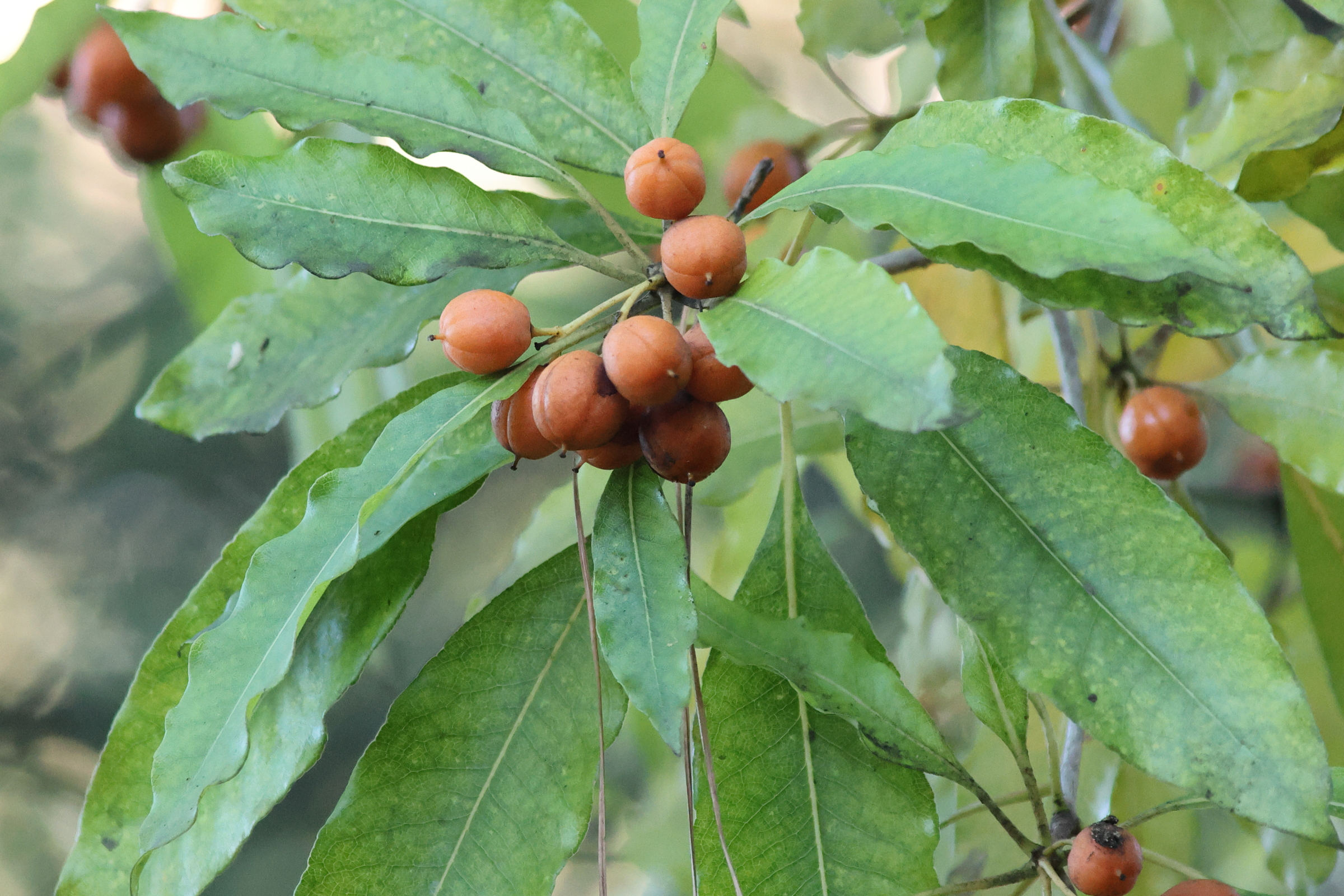 pittosporum_undulatum1md