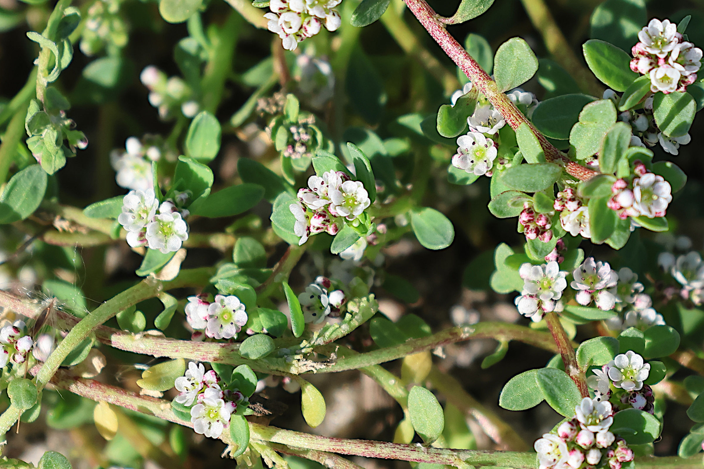 Afficher le média corrigiola_litoralis_perz-larae1md corrigiola_litoralis_perz-larae1md