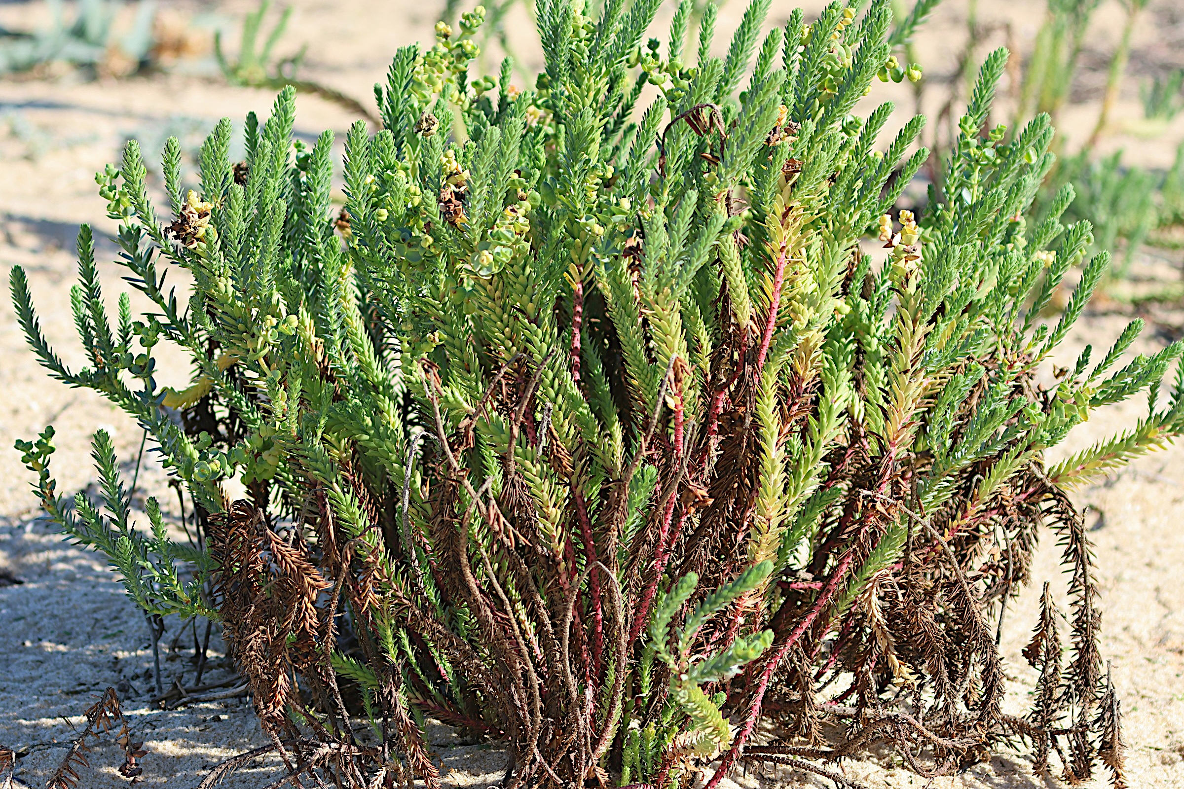 Afficher le média euphorbia_paralias7md euphorbia_paralias7md