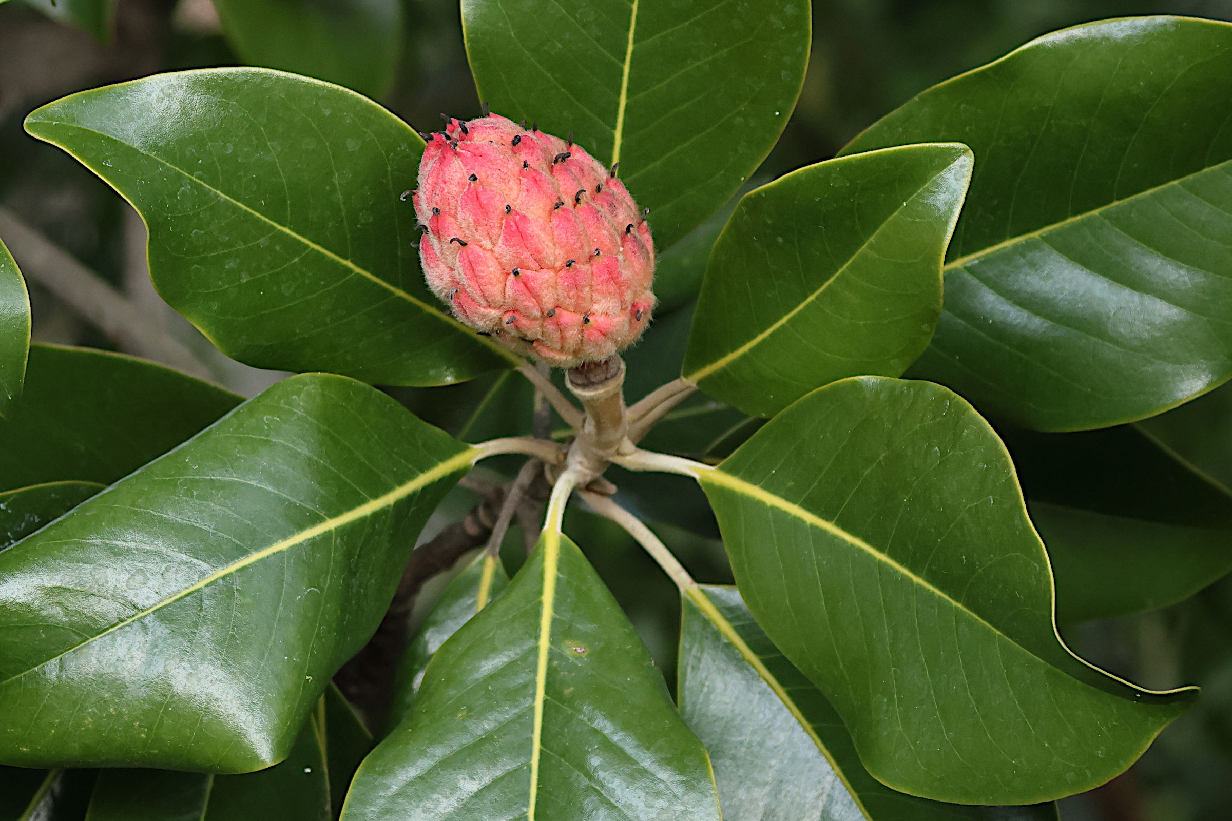 Afficher le média magnolia_grandiflora8md magnolia_grandiflora8md