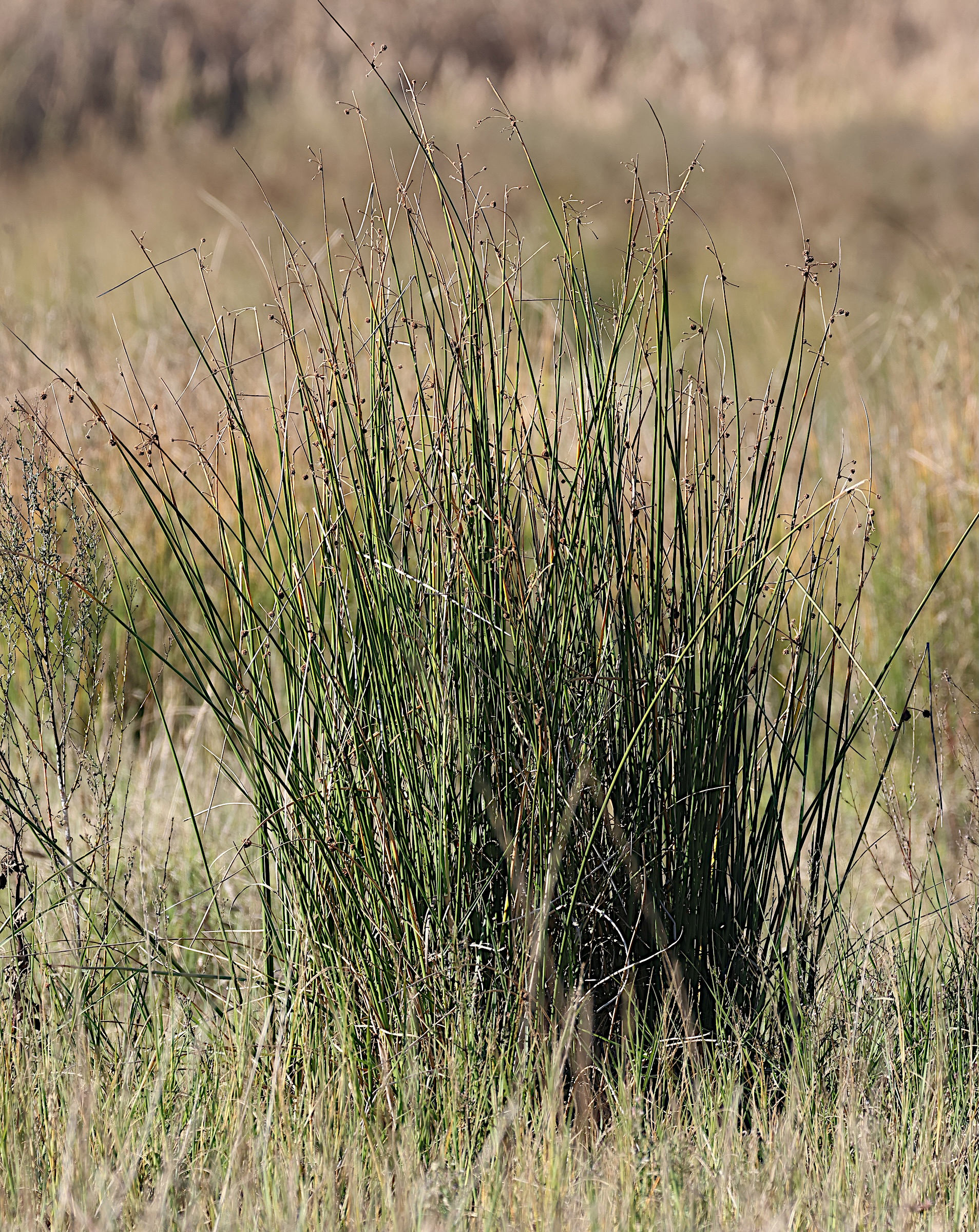 scirpioides_holoschoenus1md