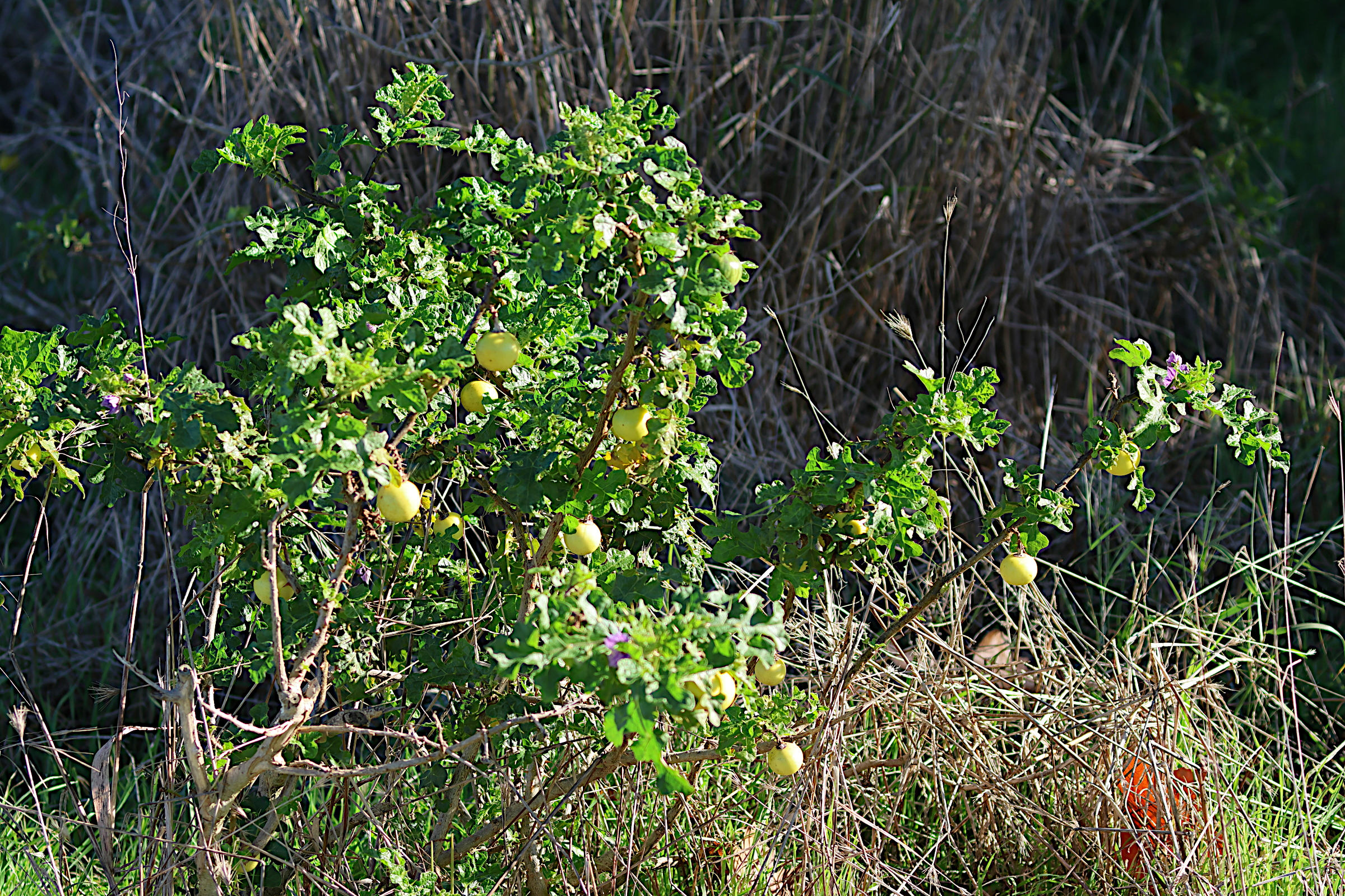 Afficher le média solanum_linnaeanum1md solanum_linnaeanum1md