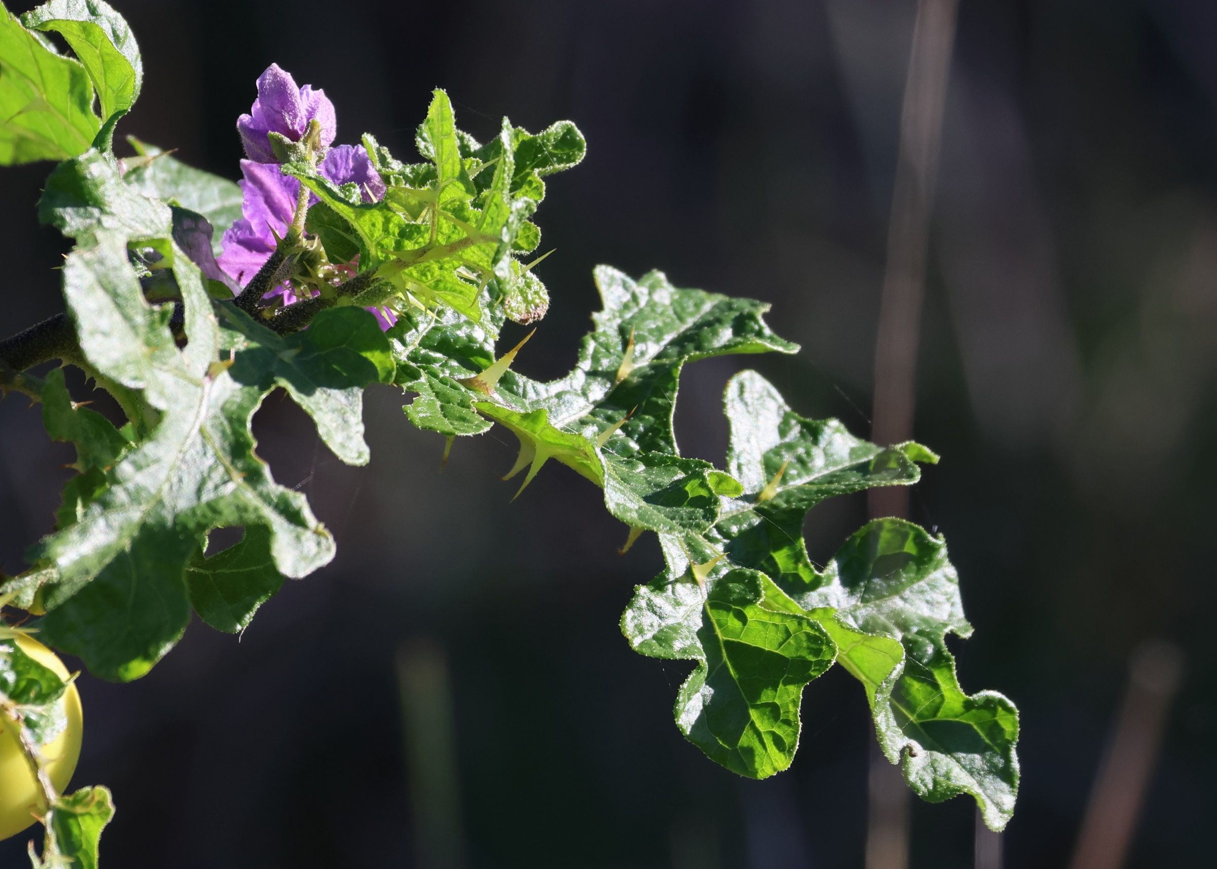 Afficher le média solanum_linnaeanum2md solanum_linnaeanum2md