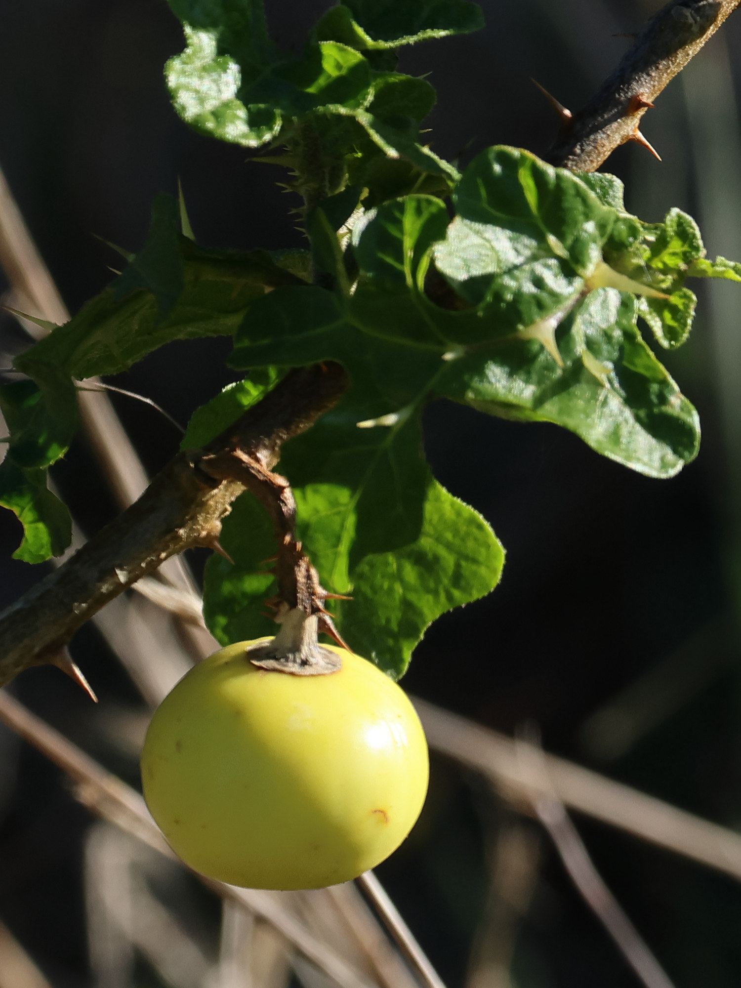 Afficher le média solanum_linnaeanum3md solanum_linnaeanum3md