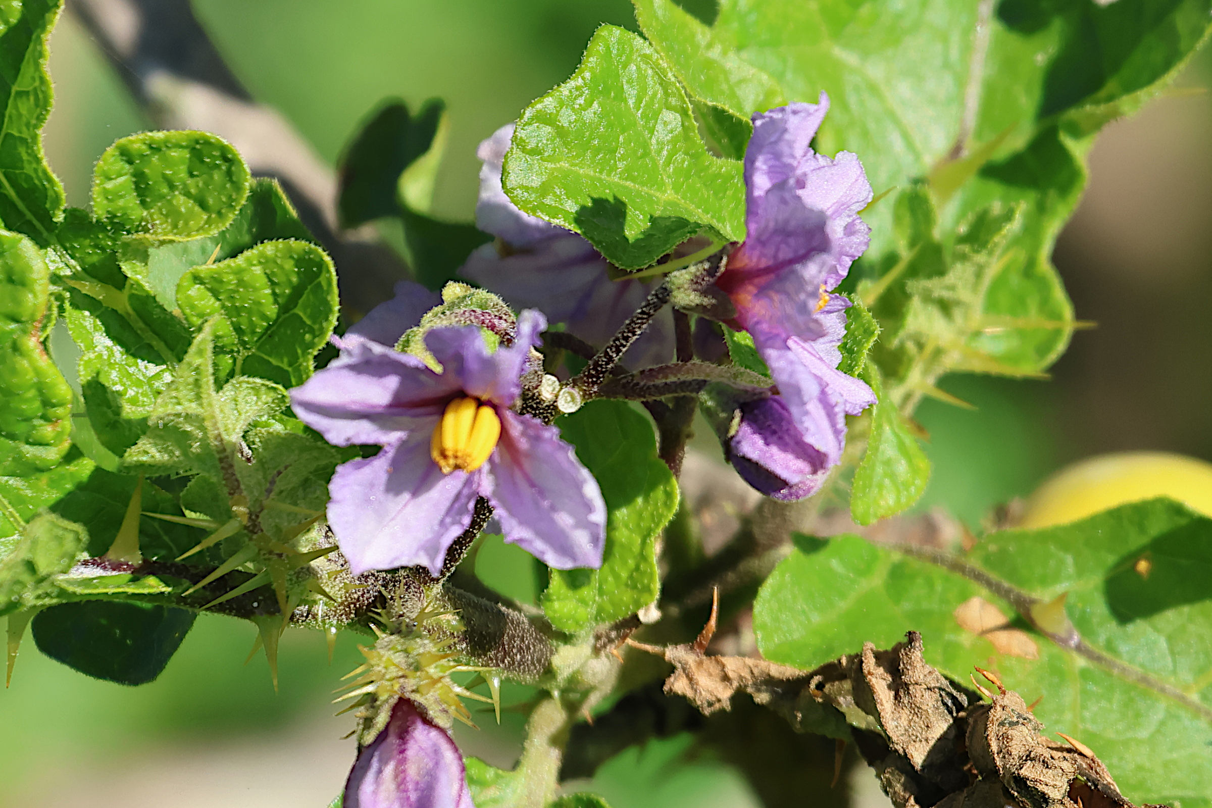 Afficher le média solanum_linnaeanum4md solanum_linnaeanum4md