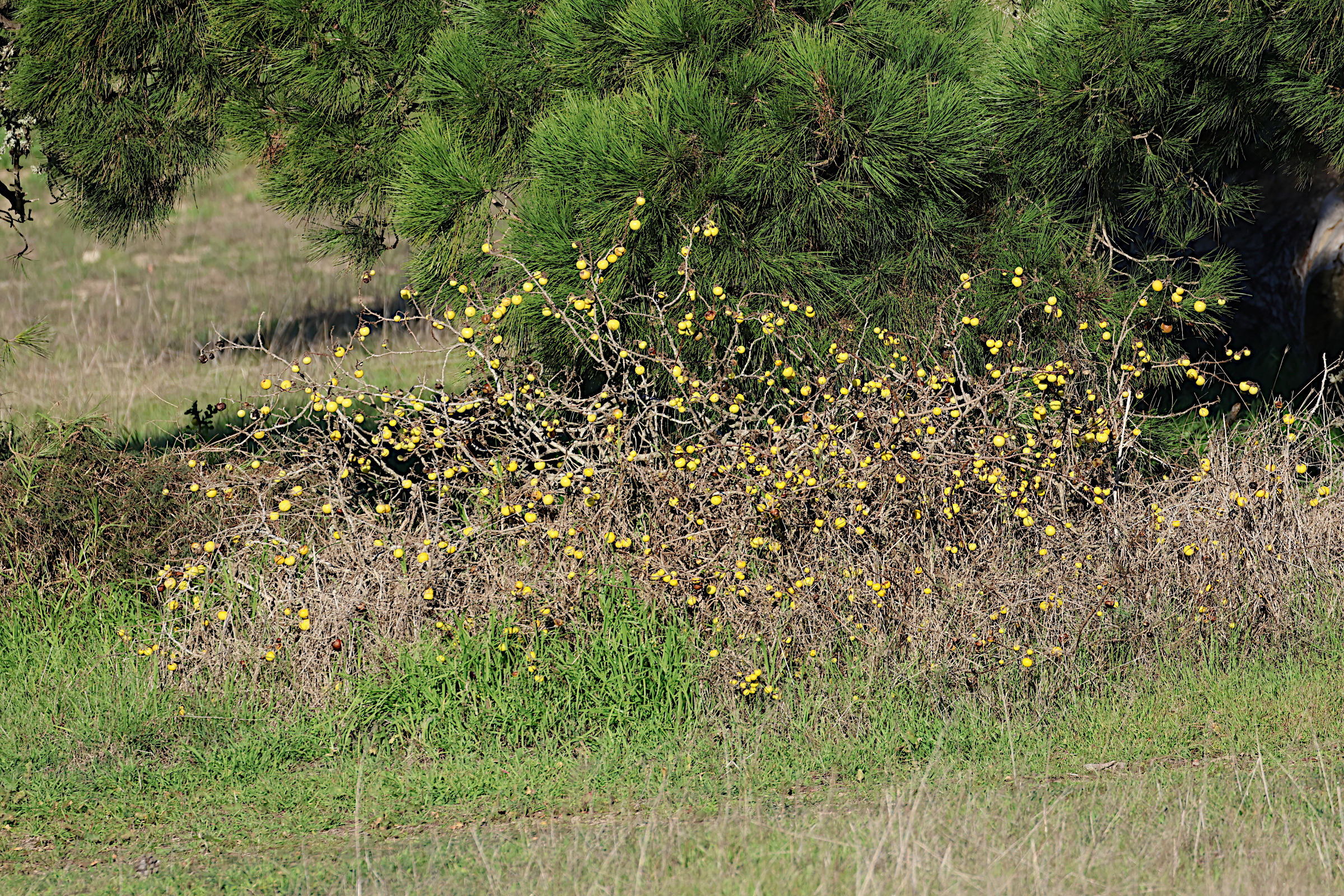 Afficher le média solanum_linnaeanum5md solanum_linnaeanum5md