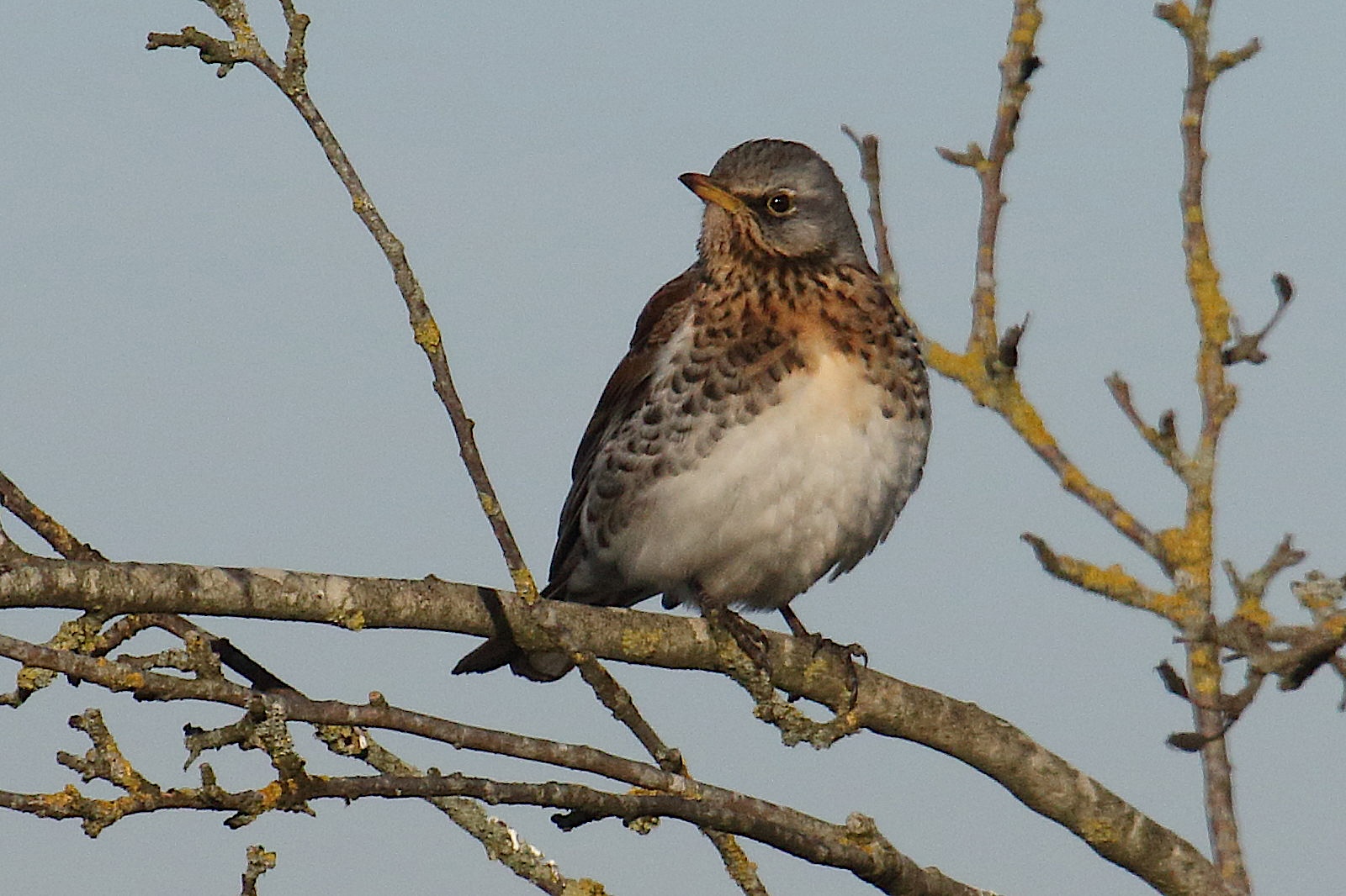 grive_litorne_-_turdus_pilaris8bd