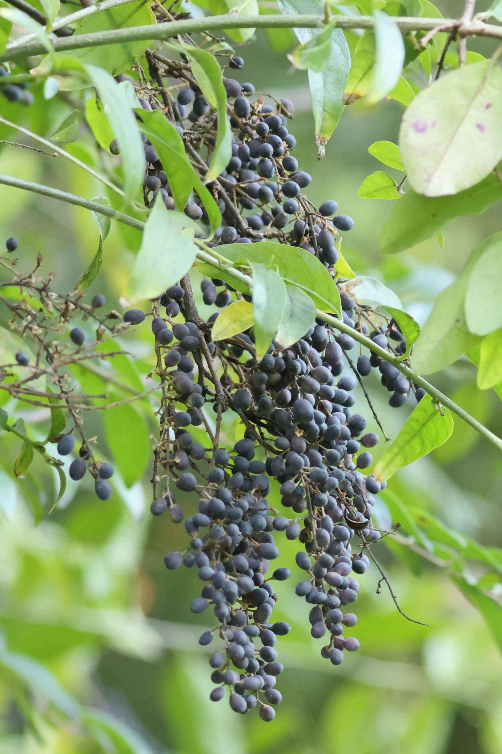 ligustrum_lucidum3md