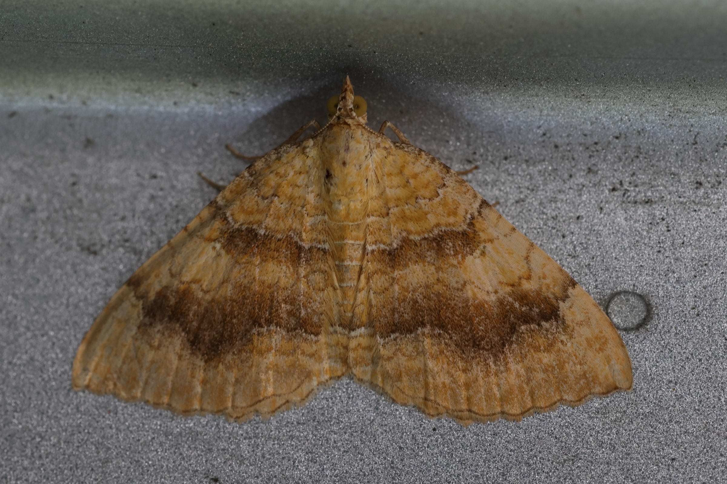 Afficher le média camptogramma_bilineata7MD camptogramma_bilineata7MD