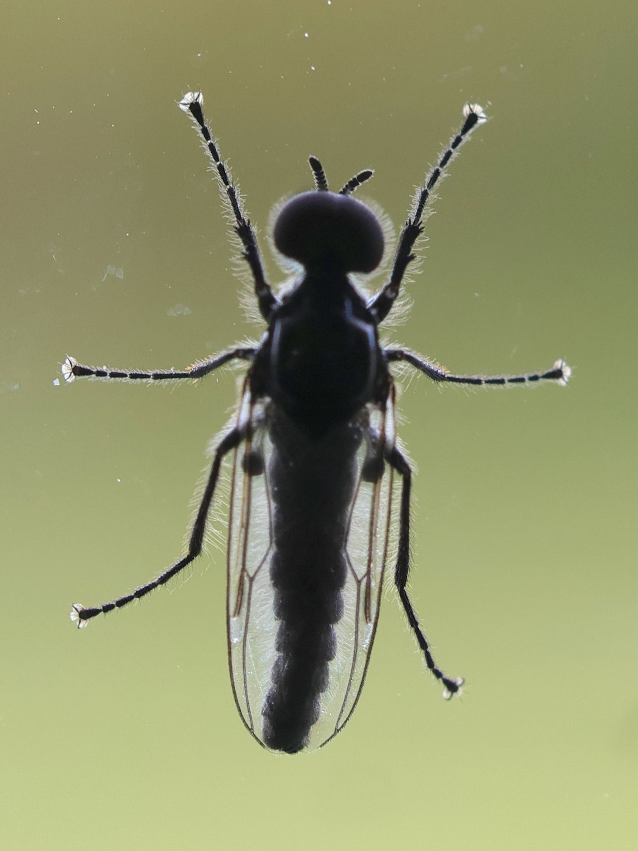 dilophus_febrilis8md