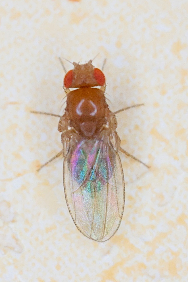 drosophila_sp2md