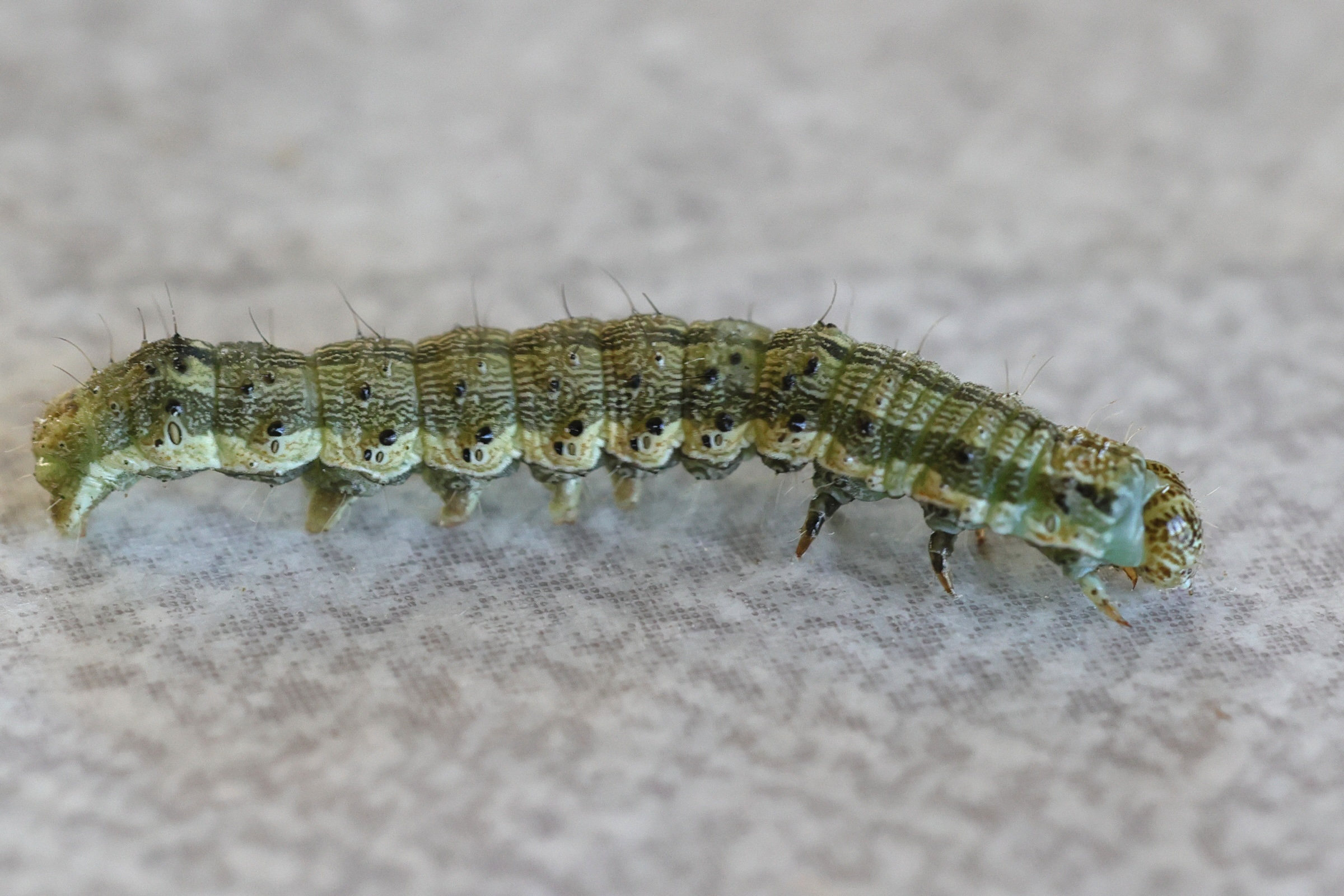 helicoverpa_armigera_ch3md