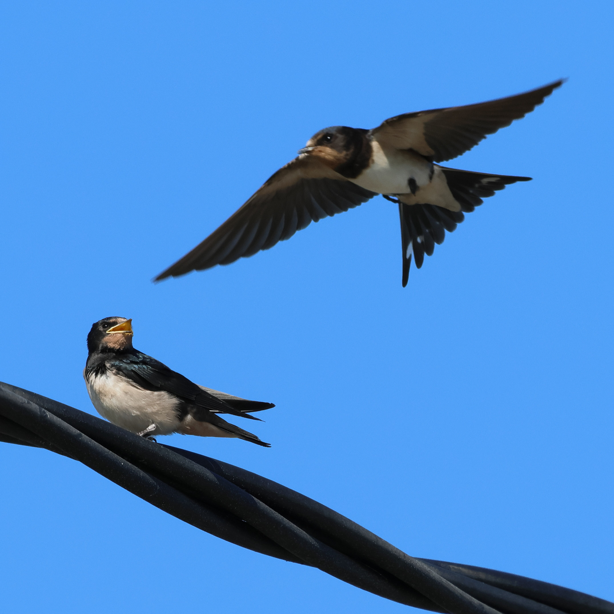 hirondelle_rustique_-_hirundo_rustica13bd