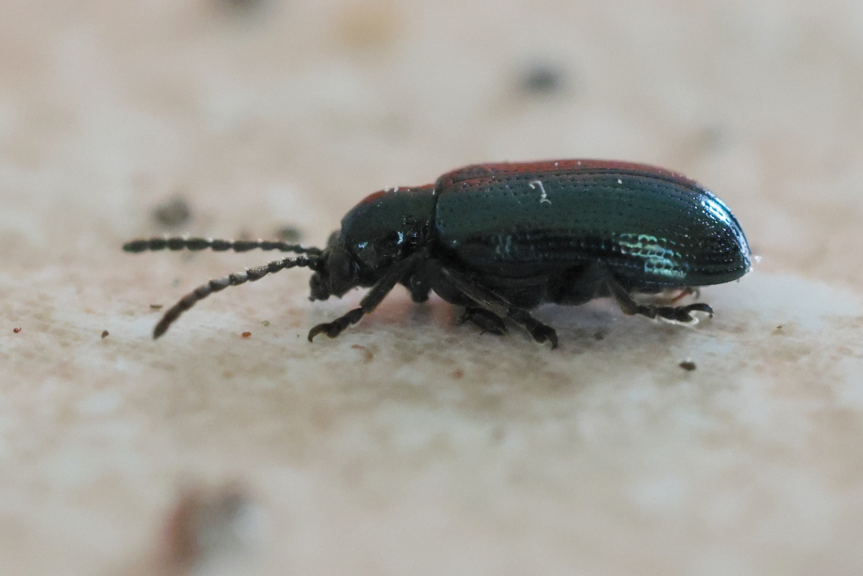 oulema_gallaeciana5bd