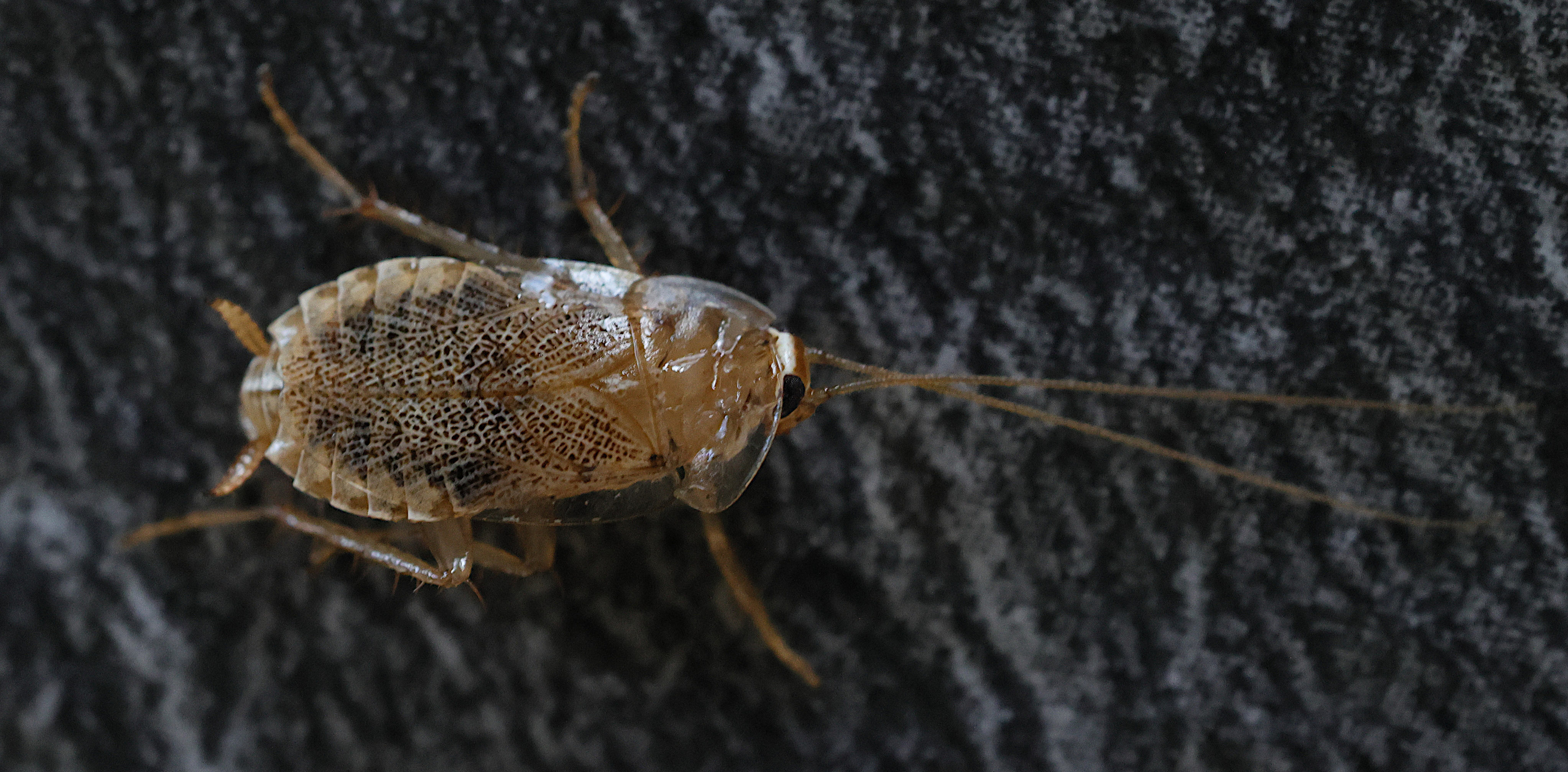 planuncus_tingitanus7md