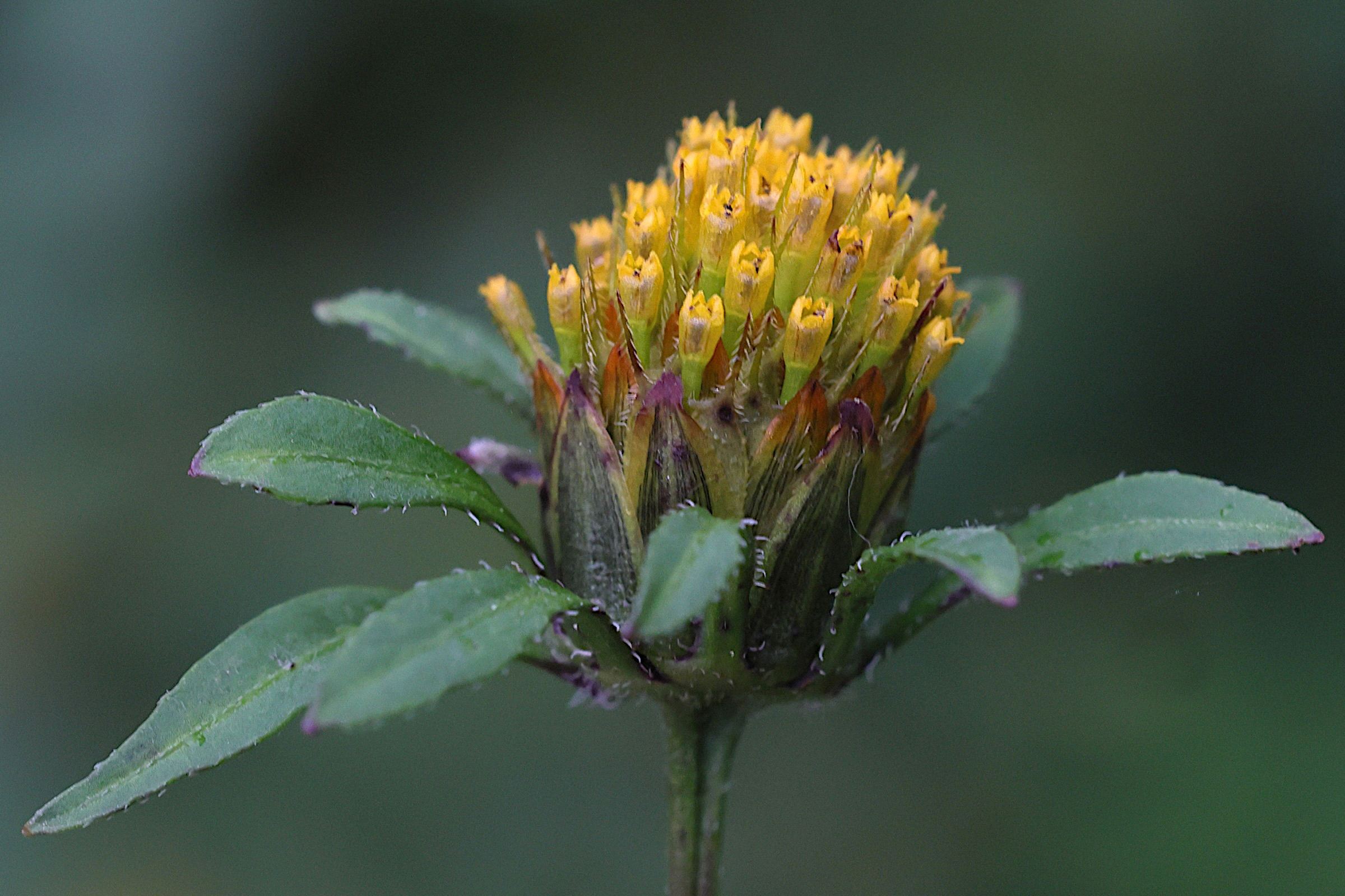 Afficher le média bidens_frondosa3md bidens_frondosa3md