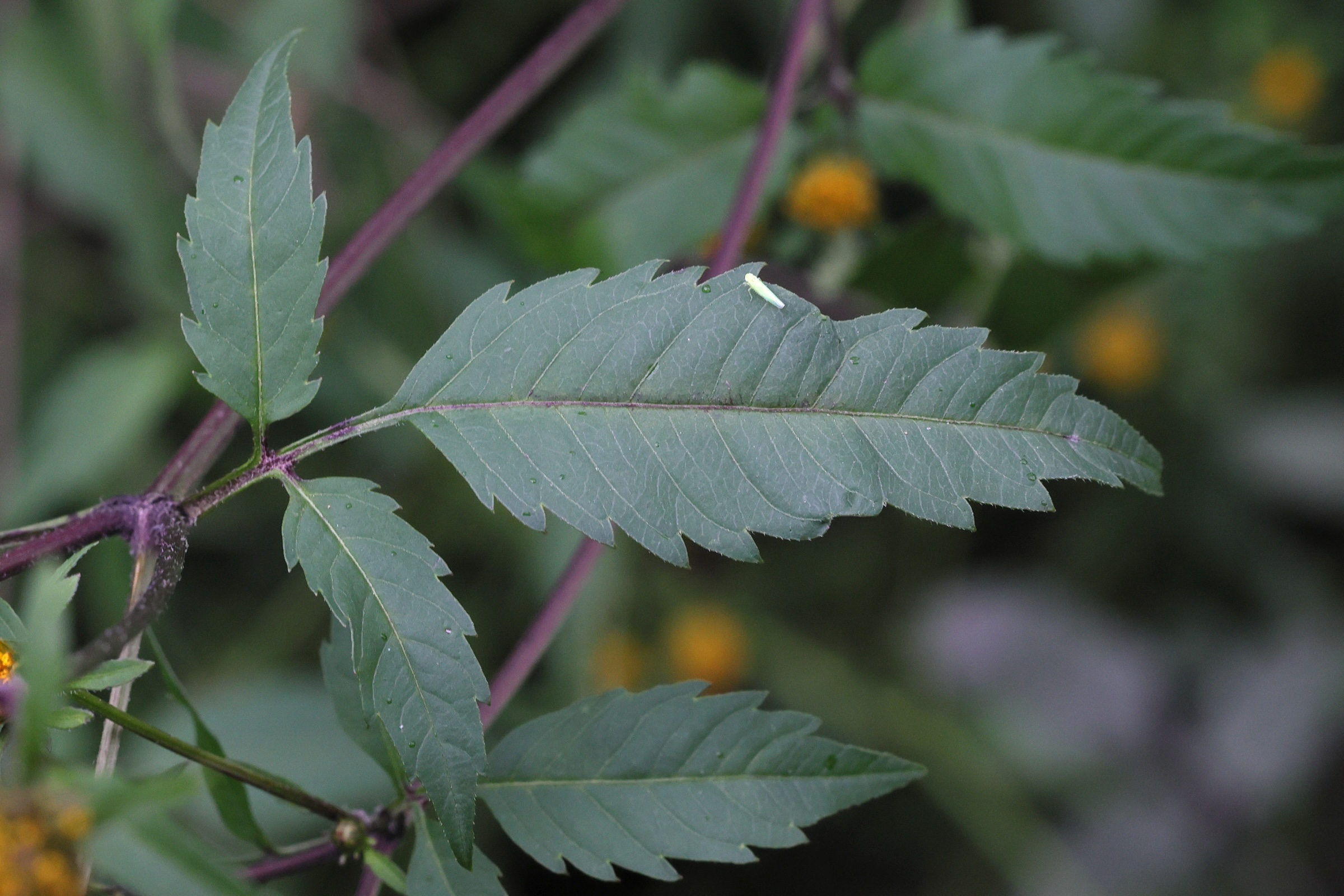 Afficher le média bidens_frondosa4md bidens_frondosa4md