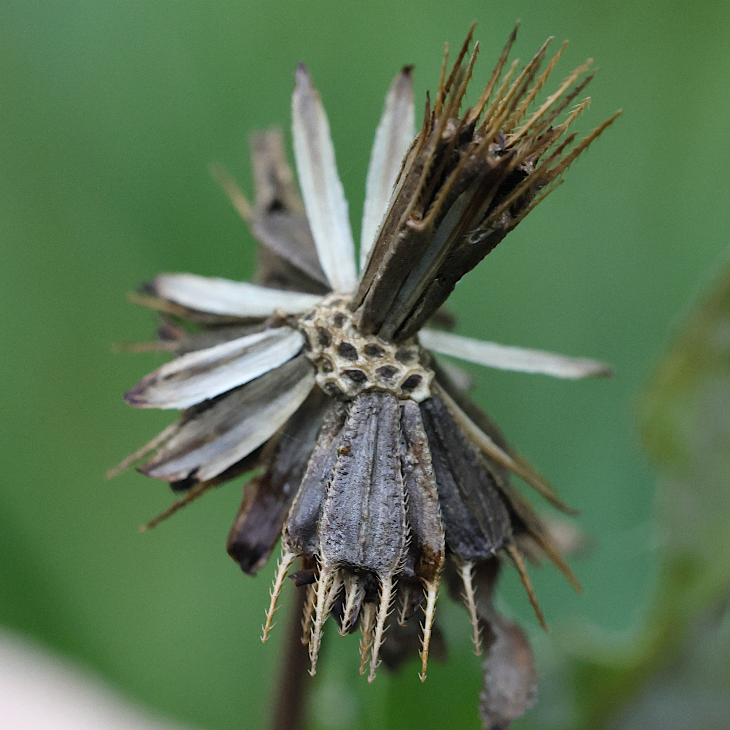 Afficher le média bidens_frondosa5md bidens_frondosa5md
