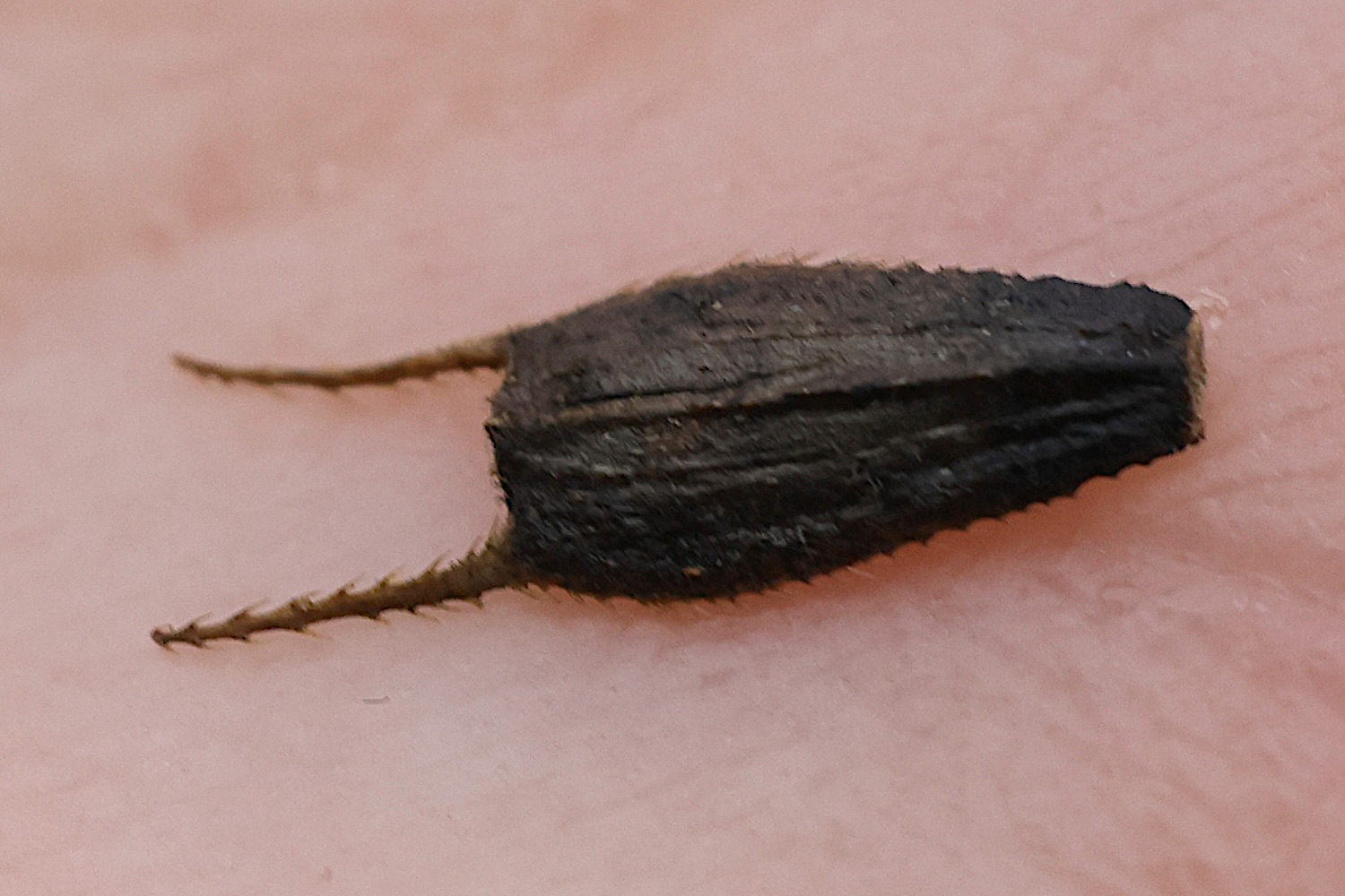 Afficher le média bidens_frondosa6md bidens_frondosa6md