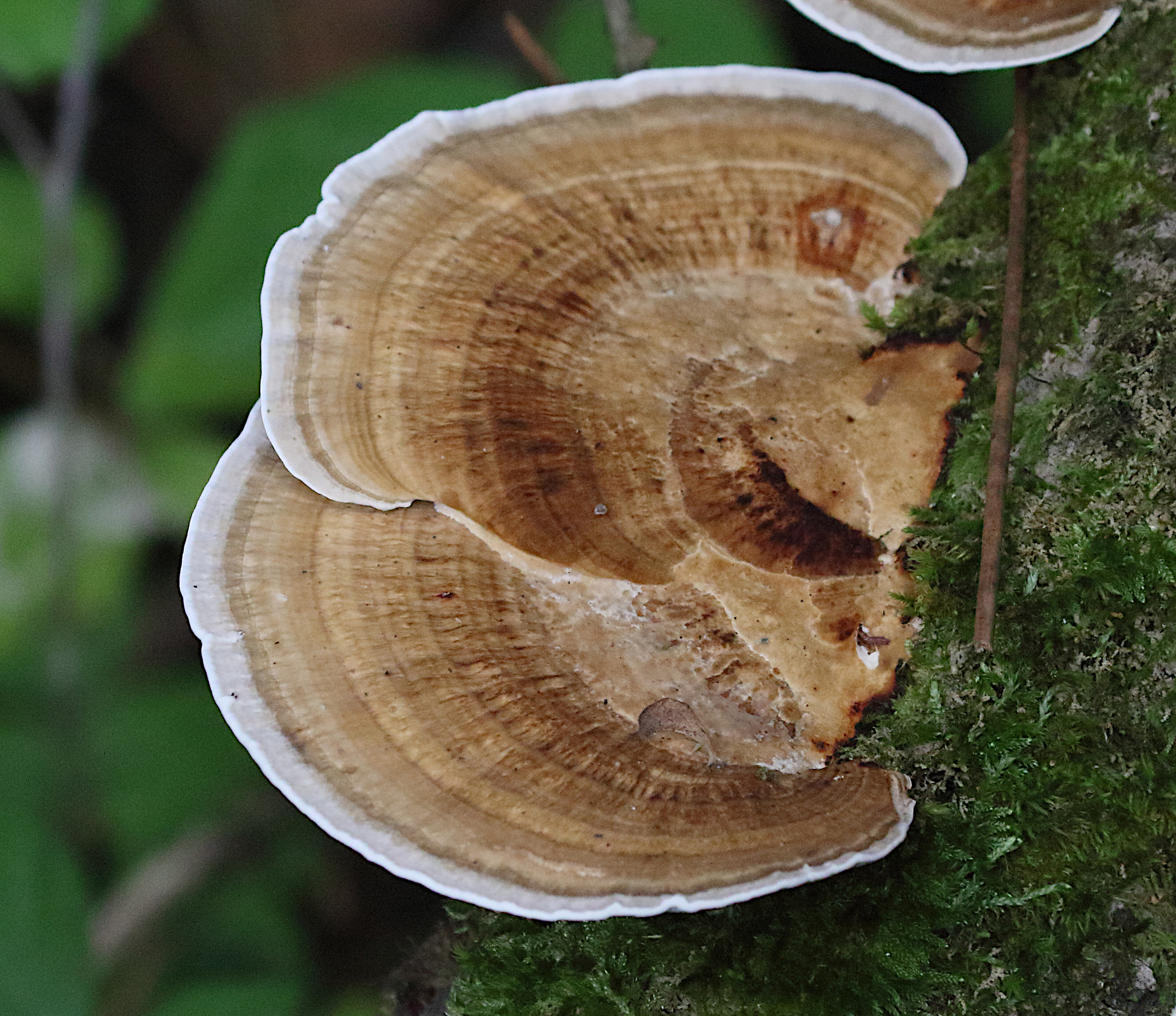 Afficher le média daedaleopsis_confragosa6md daedaleopsis_confragosa6md