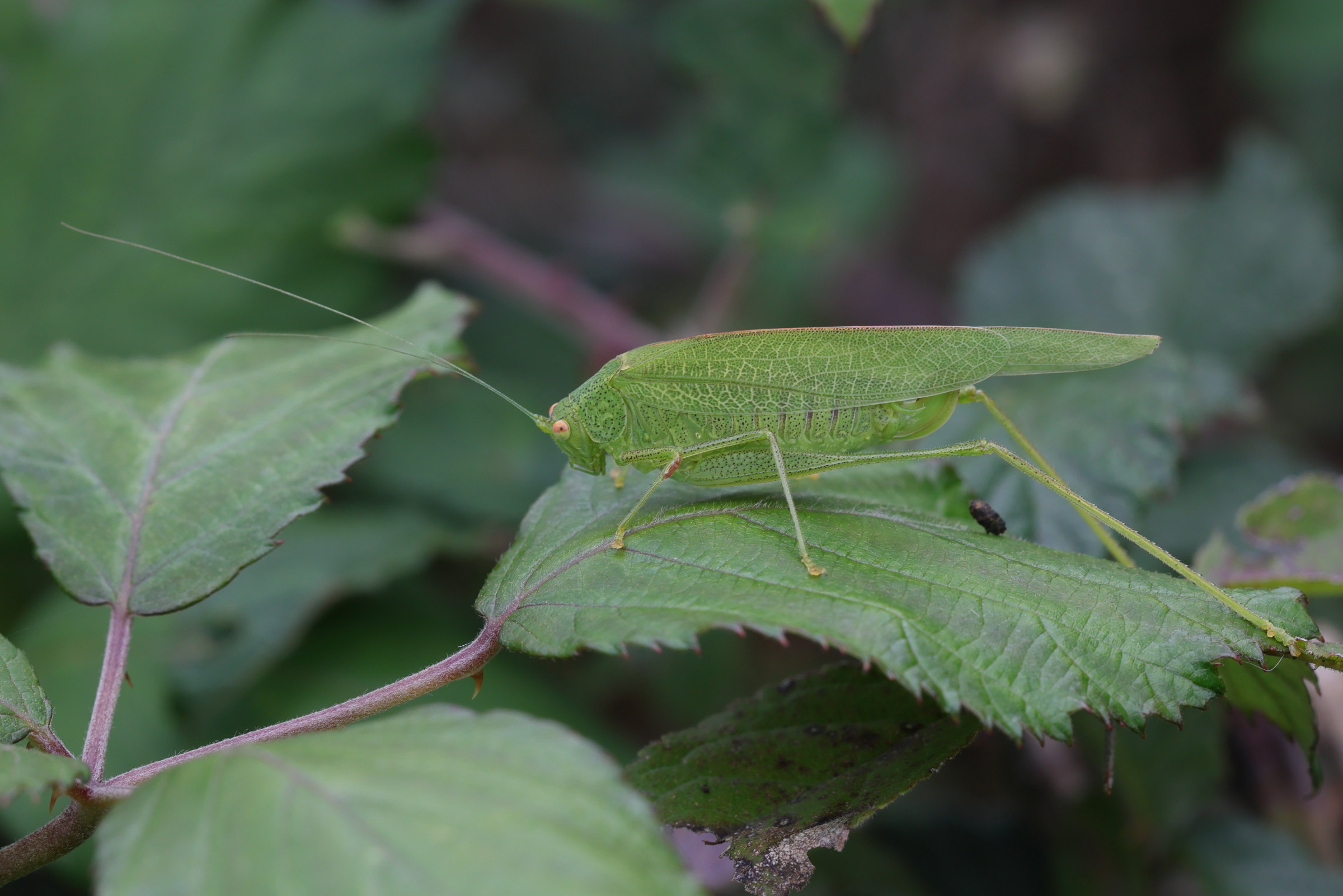 phaneroptera_falcata2md